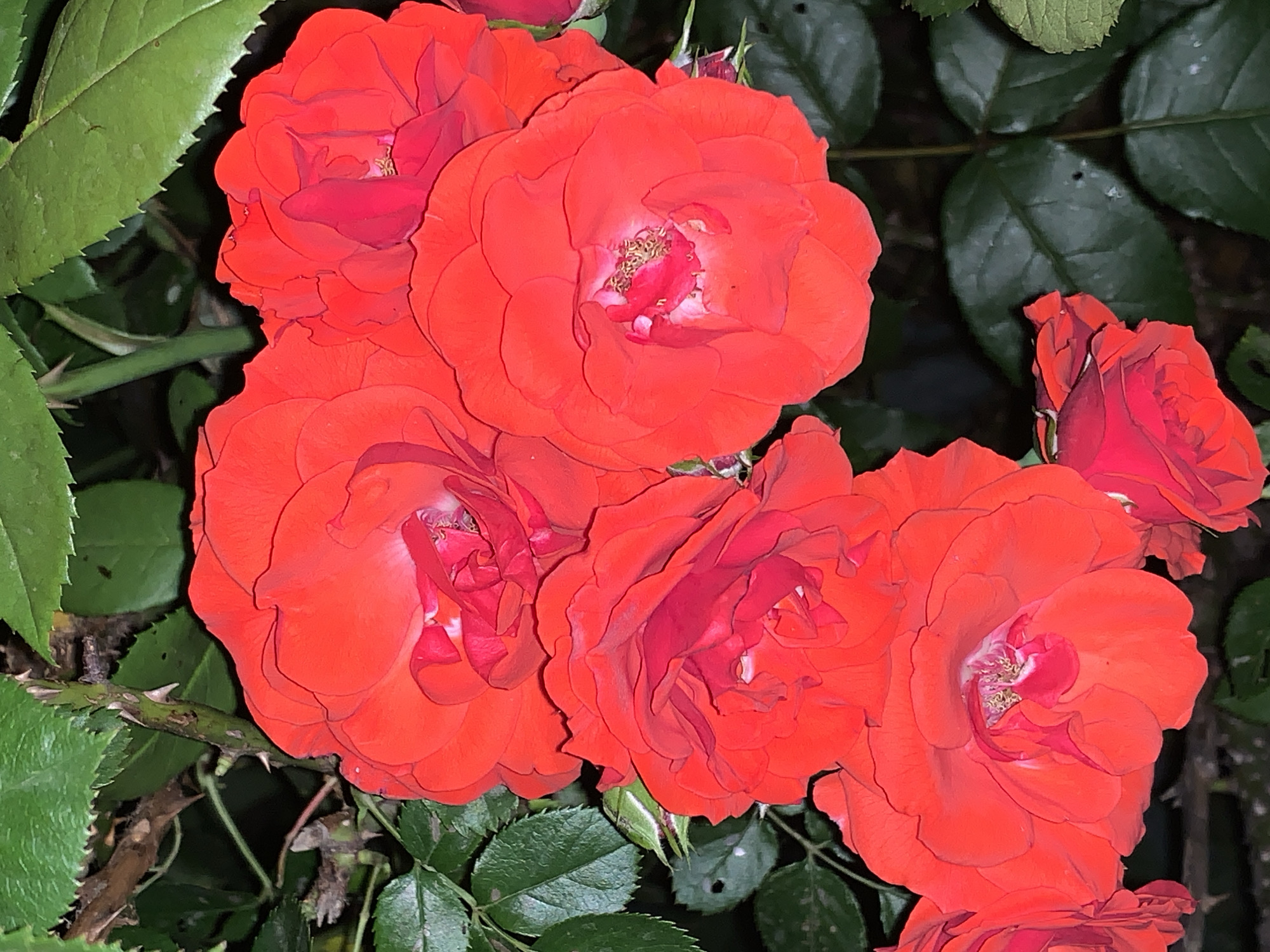 A close-up, eye-level, outdoor shot features a cluster of bright red roses in full bloom. The roses, with their layered petals, dominate the foreground and mid-ground of the image. Dark green leaves and thorny stems of the rose bush provide a contrasting backdrop, with some leaves showing signs of wear. The lighting is somewhat dim, creating shadows that emphasize the texture and form of the flowers. No people are visible in the scene. The location is unknown.