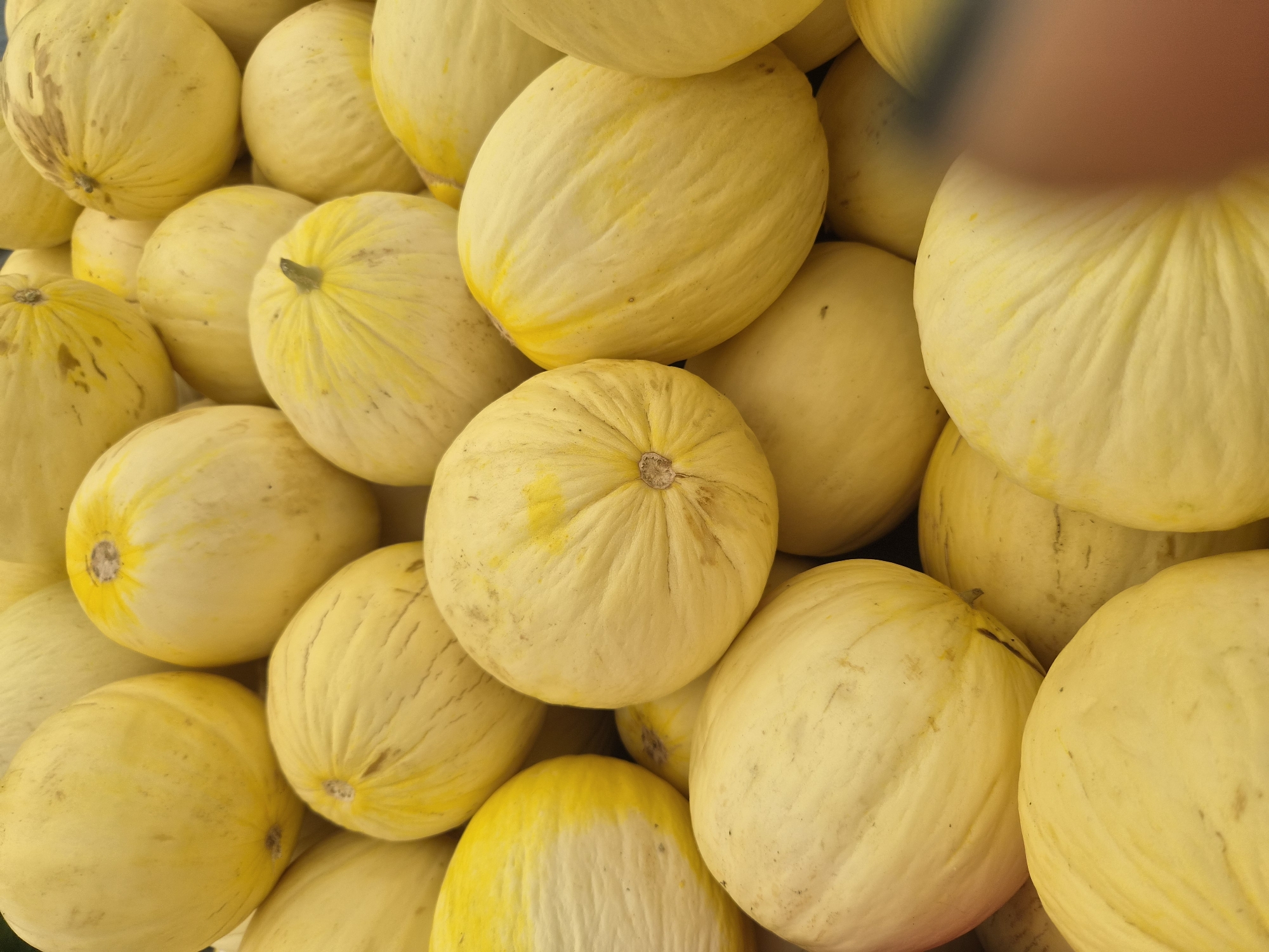 A pile of ripe, yellow melons is displayed in an outdoor market setting in Maltepe, Turkey. The melons are round and oval-shaped, with smooth rinds. Some melons show slight striations and a few have minor blemishes. The scene is brightly lit, suggesting daylight. No people are clearly visible, though a blurred object in the lower right corner could be a hand or arm. The focus is entirely on the produce.