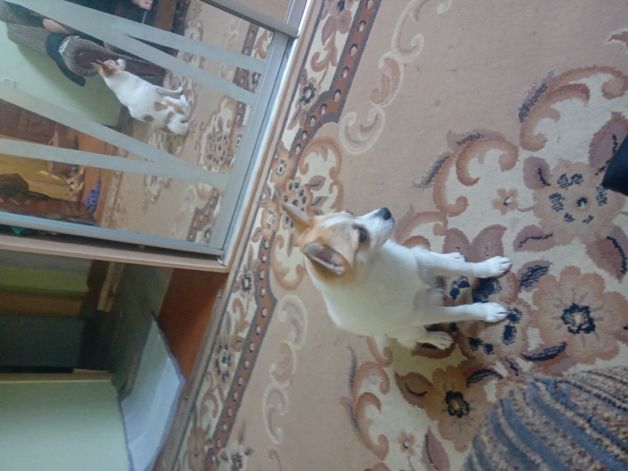 The image shows a small, white and tan dog sitting on a patterned carpet in an indoor setting. The dog is looking to its right. In the background, a large mirrored wardrobe is visible, reflecting another dog, possibly the same breed, sitting in the room. To the left of the wardrobe, a doorway leads to another room. The scene appears to be in a residential apartment in Chuhuiv, Ukraine, judging by the context provided by other images in the dataset. The lighting is dim, suggesting it is indoors.