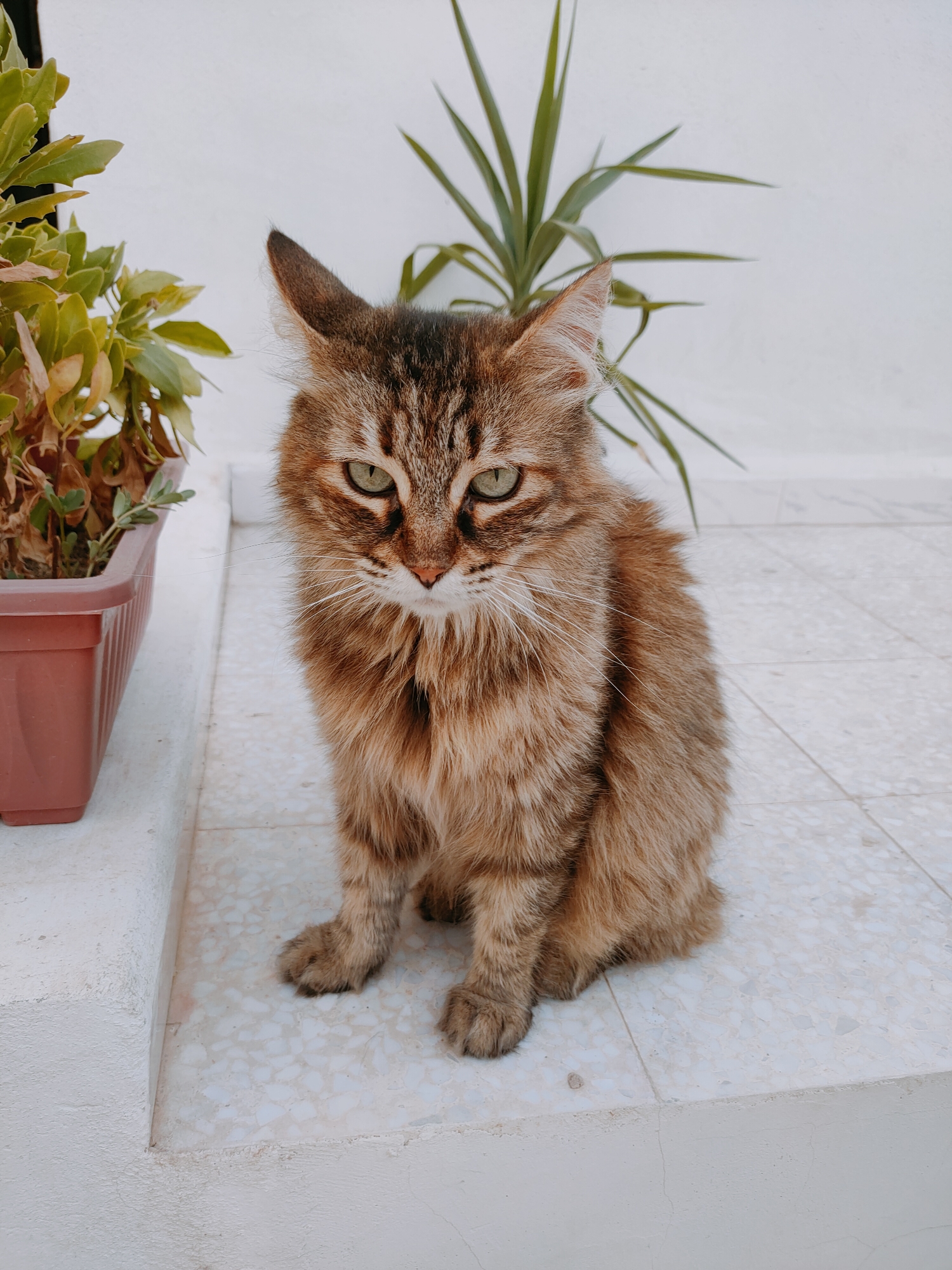 A domestic cat with tabby markings and green eyes is sitting on a tiled outdoor surface. The cat is facing the camera and appears to be looking directly at it. Its fur is a mix of brown, black, and lighter shades. To the left of the cat, there is a brown planter containing a green plant. In the background, a white wall and another green plant are visible. The setting appears to be an outdoor patio or courtyard. The image was taken in the city of Ariana, Tunisia.
