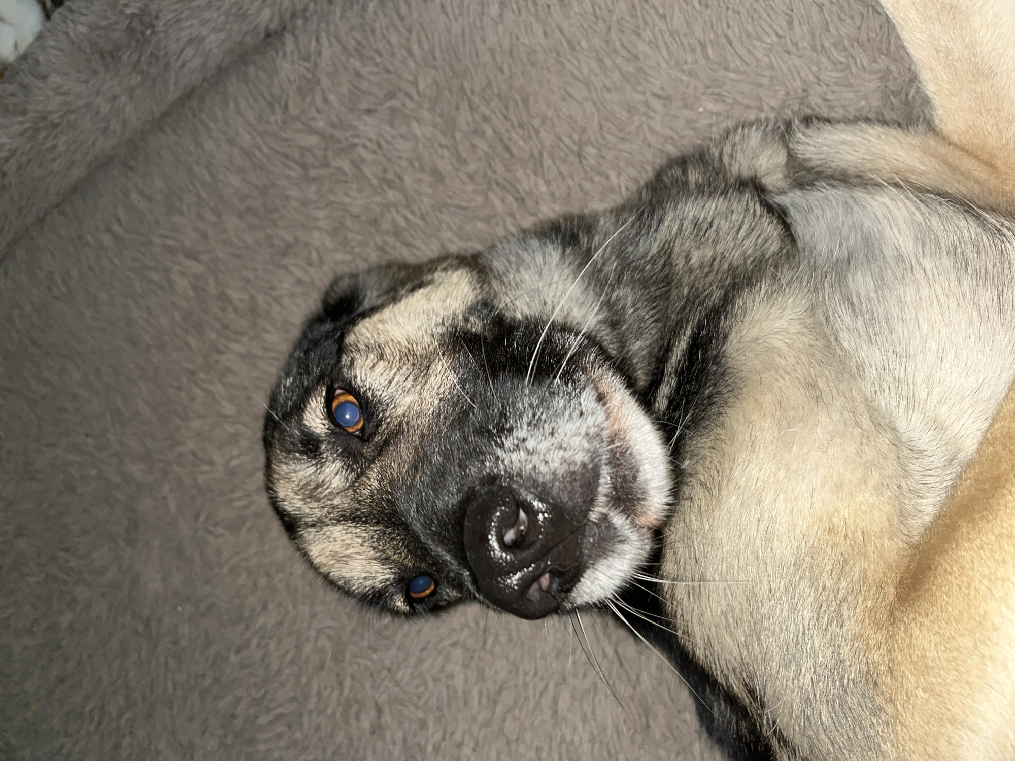 A close-up, low-angle shot shows a dog lying on its back on a textured, taupe-colored blanket. The dog has distinctive blue eyes and a black nose with visible moisture. Its fur is a mix of black, gray, and tan. The lighting is dim, suggesting an indoor setting. There is no identifiable information or context to place this image in Nizhny Tagil, Russia, or any other specific city.