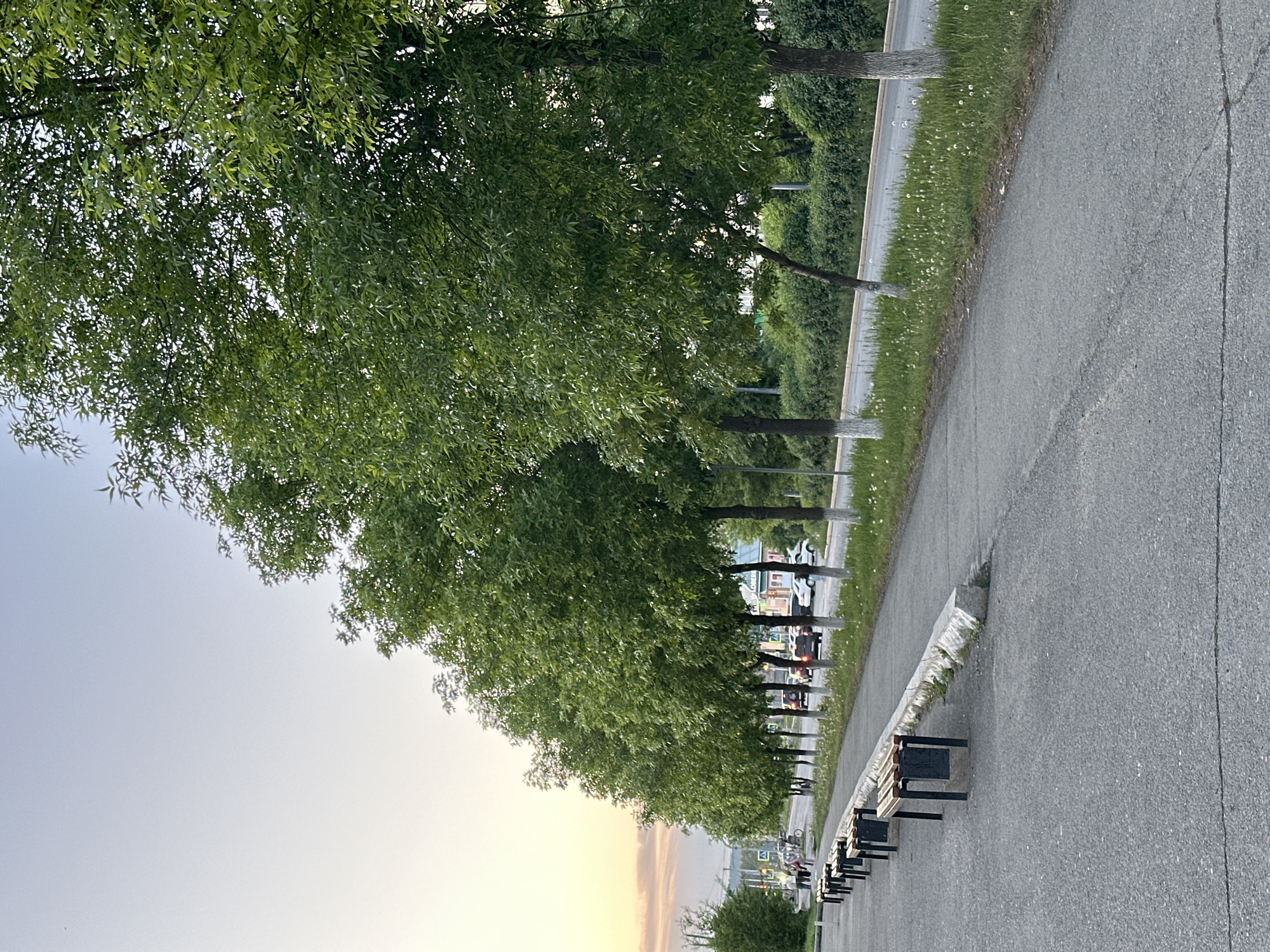 The image shows a sidewalk with several benches lining it. A row of trees provides shade along the sidewalk. Beyond the trees, there's a view of a street with vehicles. The sky is visible in the upper left of the frame, suggesting either sunrise or sunset. The location appears to be an urban park or public space.