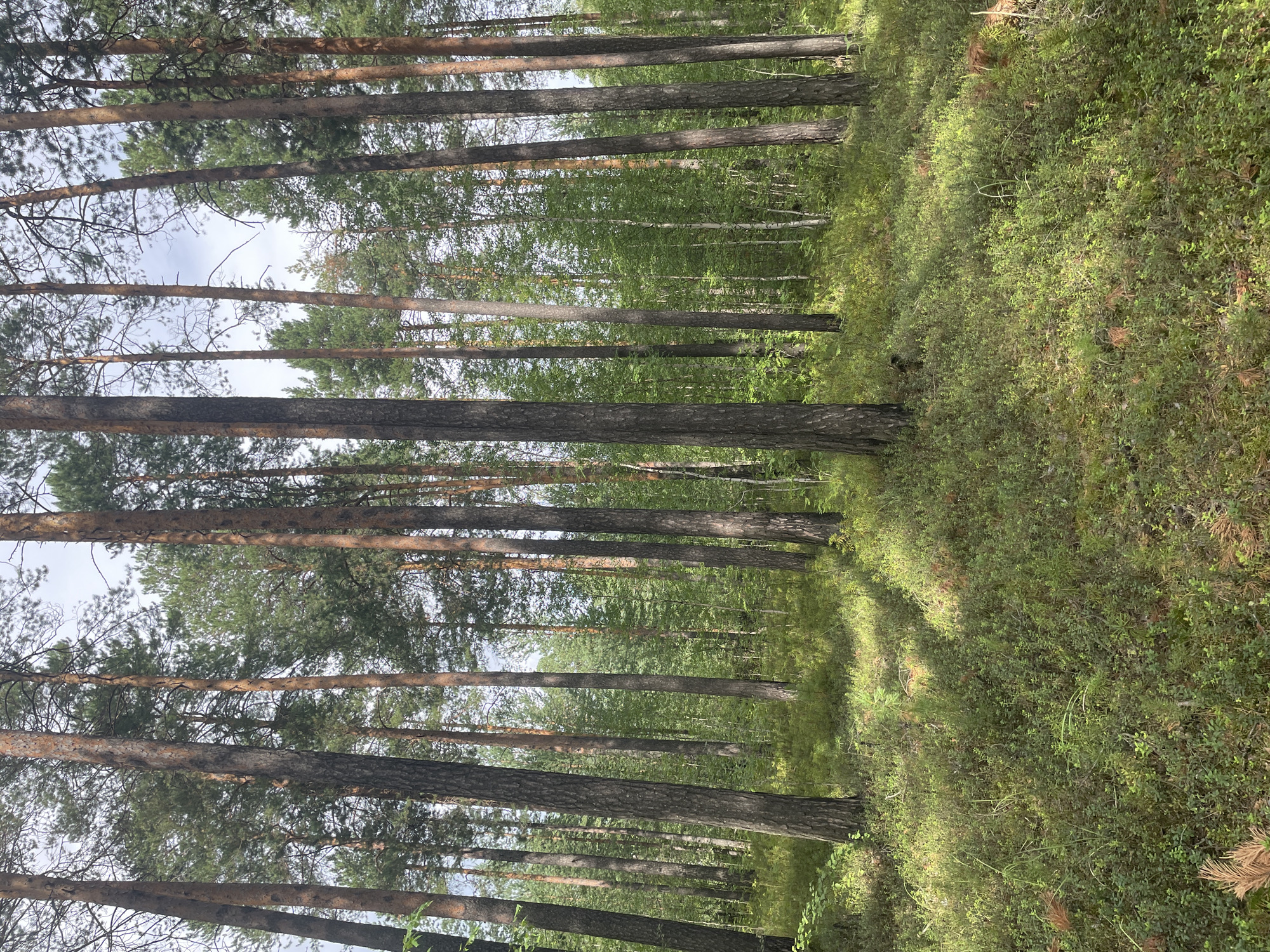 The image depicts a sun-dappled forest floor in Barsovo, Russia, characterized by tall pine trees with rough, reddish-brown bark and a dense undergrowth of green shrubs and moss. Sunlight filters through the tree canopy, casting distinct shadows across the textured ground. In the background, a variety of deciduous trees with lighter green foliage create a contrast with the dominant pines. The overall impression is a natural, tranquil forest setting. There are no people or animals visible in the frame.