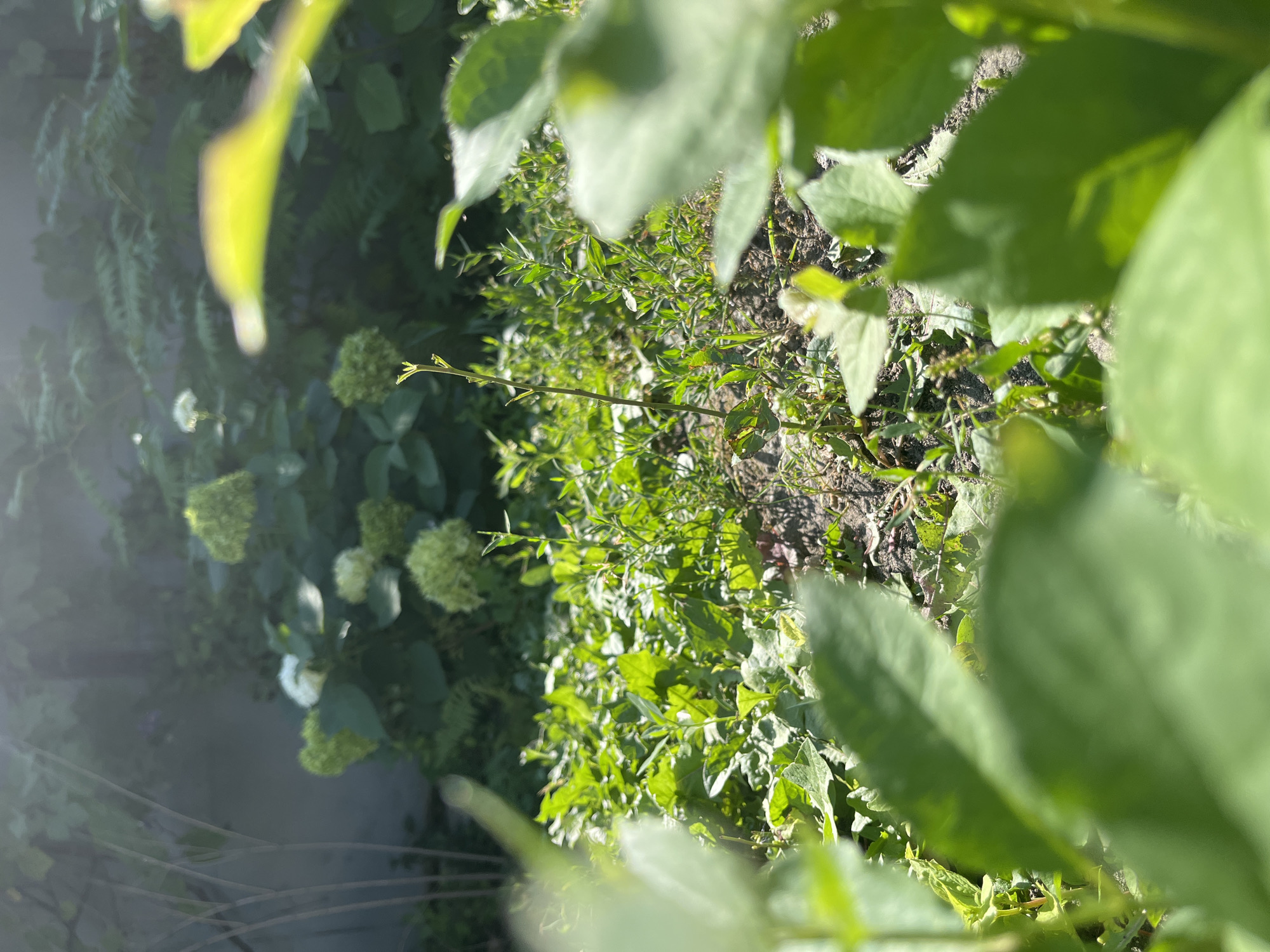 A garden with lush green foliage and several clusters of white hydrangea blooms is bathed in dappled sunlight. In the foreground, large, out-of-focus green leaves partially obscure the view of the garden bed. The garden appears to be located in a backyard setting within Saratov, Russia, with a grey wall visible in the background, suggesting an urban or suburban environment. No people or animals are present in the scene.