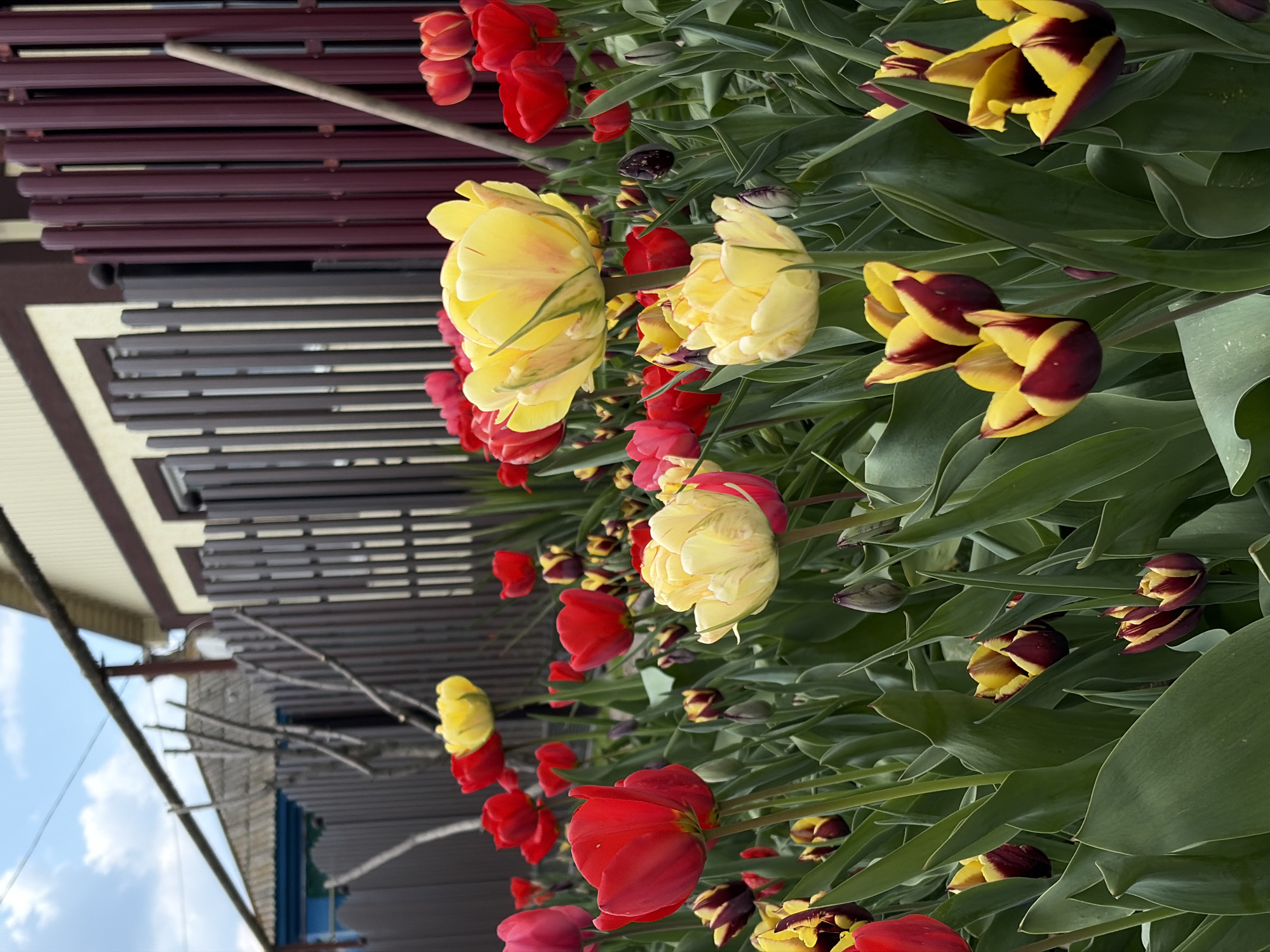 The image captures a vibrant display of numerous tulips in full bloom, likely within a garden or flower bed. The perspective looks slightly down upon the flowers, with architectural elements and the sky visible in the background.
The primary subjects are the diverse tulips. Several varieties are prominent: large, full-petaled yellow tulips with a somewhat ruffled appearance; numerous bright red single-petaled tulips; and distinctive bi-colored tulips featuring yellow petals with pronounced dark red or burgundy streaks and markings, some still in bud form. The flowers are densely packed, surrounded by abundant, deep green foliage that contrasts with their vivid colors.
In the background, on the left side, a dark brown structure with horizontal slats is visible, possibly part of a building facade or a pergola. Below this, a similar slatted structure in dark grey or black can be seen. Further back, a lighter-colored building with a pitched roof is partially obscured by the foliage, and above it, a segment of light blue sky dotted with white clouds is visible.
The scene depicts a peaceful, natural setting. It appears to be daytime, characterized by bright, natural light, suggesting pleasant weather. There are no people visible, and no specific activity is taking place other than the natural blooming of the flowers. No text is discernible within the image. The overall impression is one of lush natural beauty and the joy of springtime.