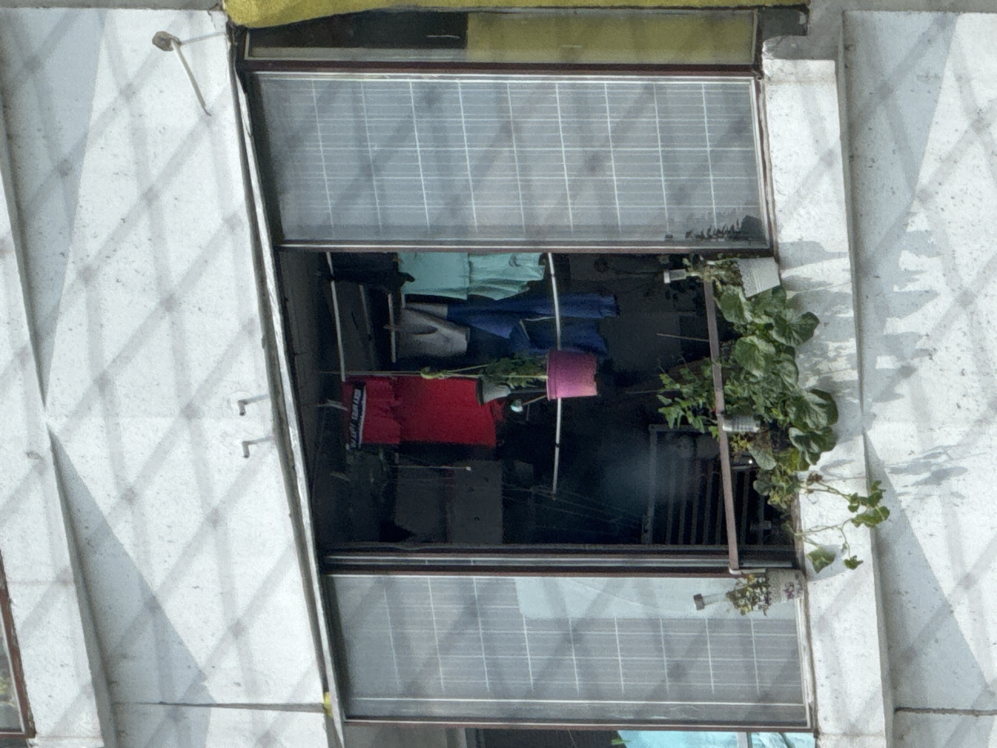 This is a forensic, matter-of-fact description of an image that appears to be taken in Bratislava, Slovakia, depicting a window area on an apartment building. The scene shows a large, sliding window with a screen, which is partially open, revealing the interior. Inside the window, clothes are hanging on a clothesline, including a red shirt, a grey item, and two teal-colored garments. A pink potted plant hangs from the clothesline, and another plant is visible in a white pot on the windowsill. Outside the window, on the exterior ledge, several green leafy plants are growing in pots, some with trailing vines. The building's facade is textured and appears to be painted white, with shadows cast in a diamond pattern on the wall above the window. The overall impression is one of everyday life in an urban residential setting.