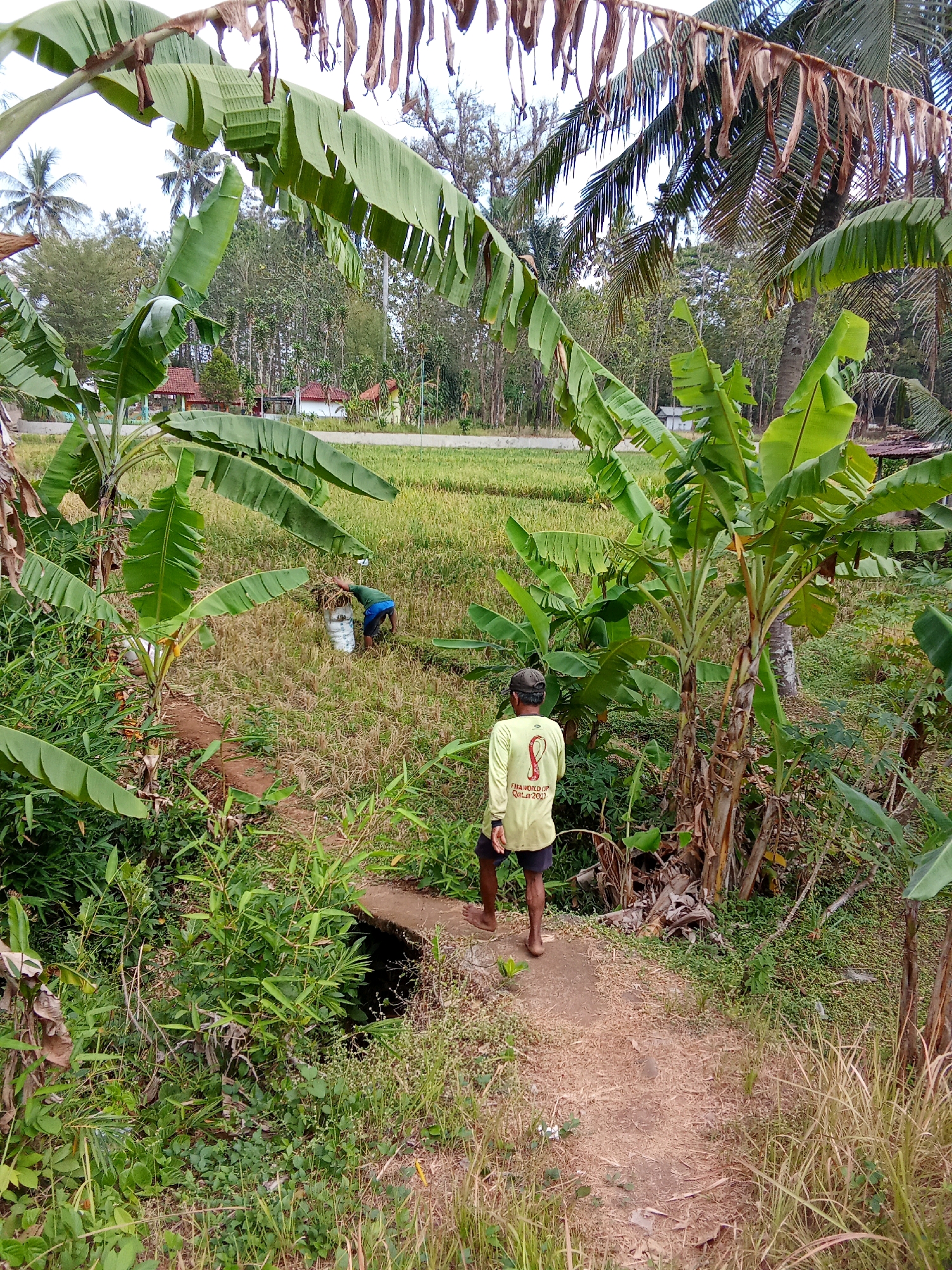 In Kalilandak, Indonesia, a person walks on a dirt path through a rural landscape characterized by banana trees and rice fields. The individual, wearing a yellow long-sleeved shirt with graphics and dark shorts, walks away from the camera towards a rice paddy where another person is tending to the crop, placing harvested stalks into a bucket. The environment is lush and green, with dense vegetation and tall trees visible in the background, suggesting a warm, tropical climate. Houses with red roofs are scattered amidst the foliage.