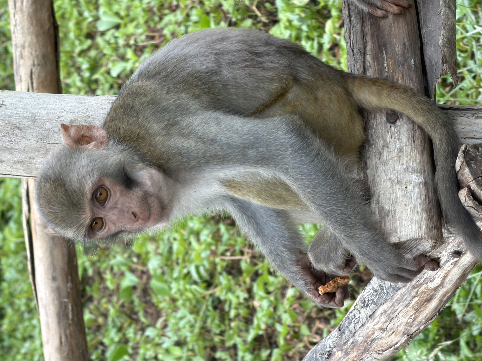 A young macaque monkey sits on a wooden perch, holding a piece of food in its right hand. The monkey has light brown fur, a pinkish face, and large, expressive eyes. It is perched on a weathered wooden structure, possibly part of an enclosure or exhibit, with a blurred background of green foliage. The image appears to have been taken outdoors, likely in a zoological garden or wildlife sanctuary. The specific location within Đà Nẵng, Vietnam, cannot be determined from the image alone.