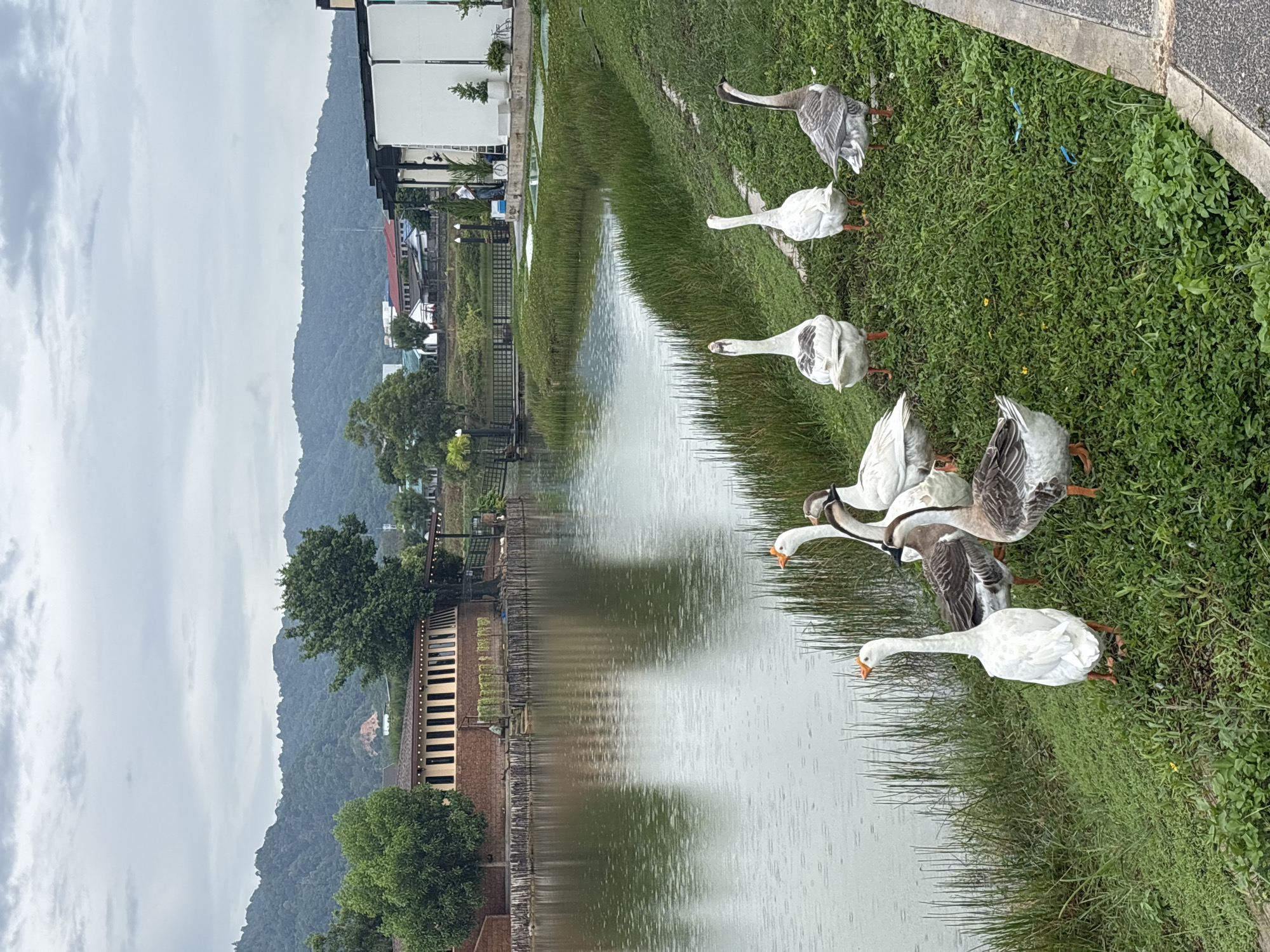 The image depicts a water feature surrounded by grass with a flock of geese at a restaurant called "The Mellow Mood" in Choeng Thale, Thailand. Seven geese are visible on the grassy bank, with additional geese further in the background. The water has reflections from buildings and trees. Mountains are visible in the background under a cloudy sky.