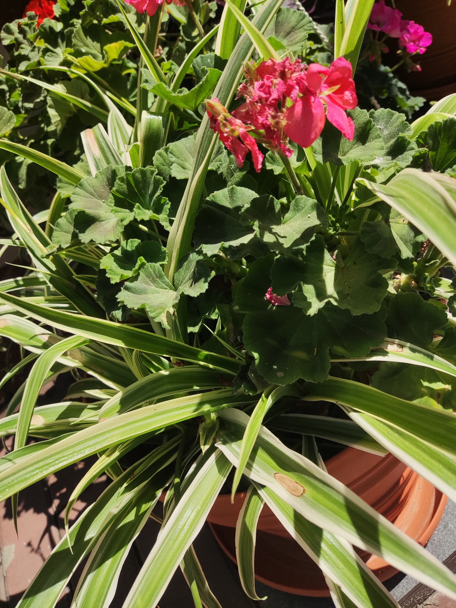 The image shows a close-up of a potted plant containing geraniums and spider plants. The geraniums have green, lobed leaves and some pink and red flowers, some of which appear to be wilting or spent. The spider plants have long, narrow leaves with green and white stripes. The plants are in a brown pot, which is partially visible. The background shows a brick-like surface in shadow, suggesting an outdoor setting. There are no people or animals present in the image. The lighting suggests it is daytime, with sunlight casting shadows. The location is stated to be Kryvyi Rih, Ukraine, but this specific context is not visually evident from the image itself.