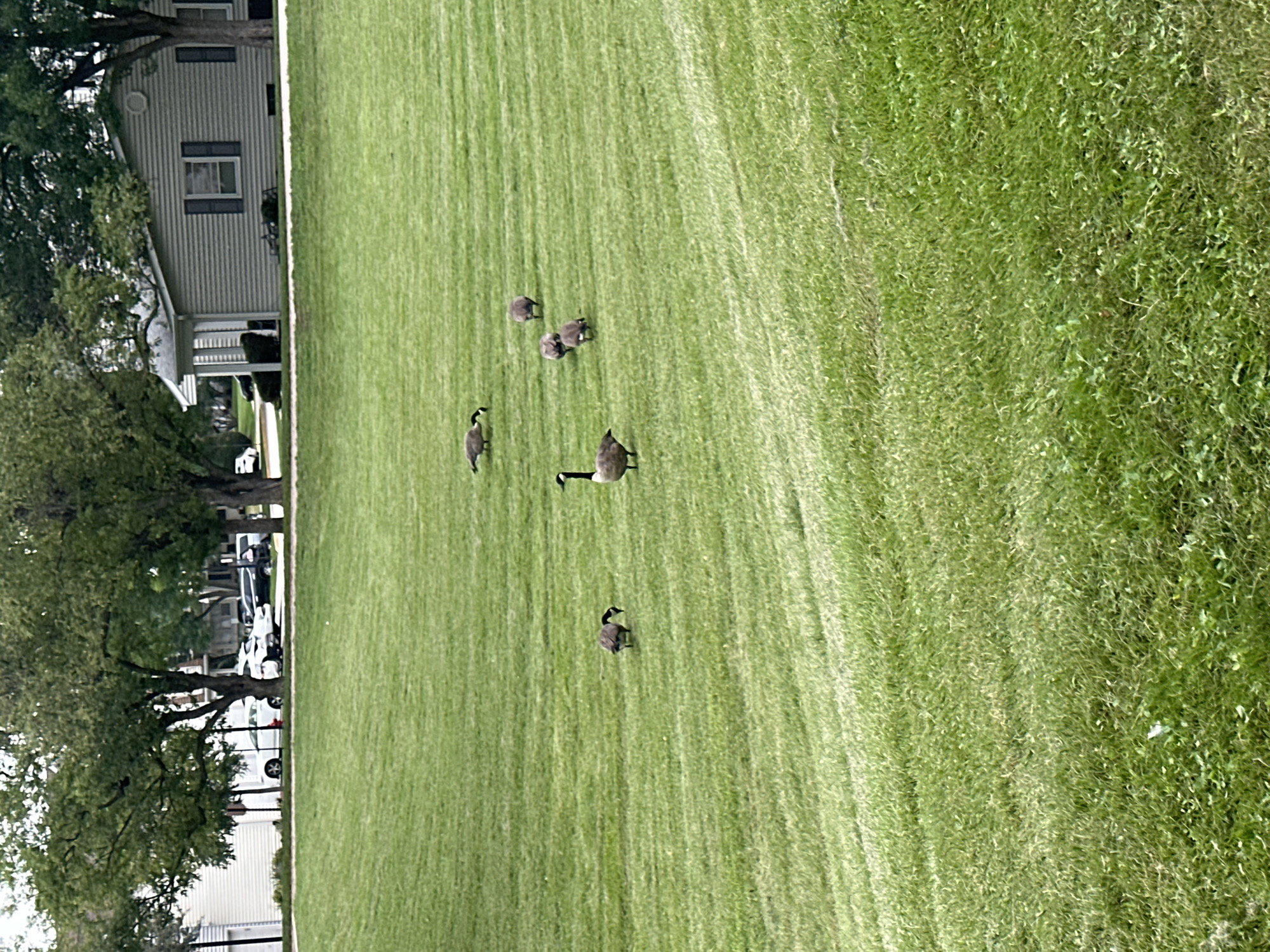 The image depicts a grassy area in a suburban setting, likely Schaumburg, United States of America. In the foreground, a lush green lawn is visible, showing signs of being recently mowed, with visible striations in the grass. In the mid-ground, a group of six Canada geese are scattered across the lawn. One goose stands prominently in the lower middle of the frame, facing left, while others are engaged in grazing or walking. Further in the background, a light-colored residential building with a gray siding and dark shutters is situated behind a line of mature trees. A paved driveway and several parked cars are also discernible in the distance, suggesting proximity to a residential street or parking area. The overall scene conveys a peaceful, natural environment within a developed area.