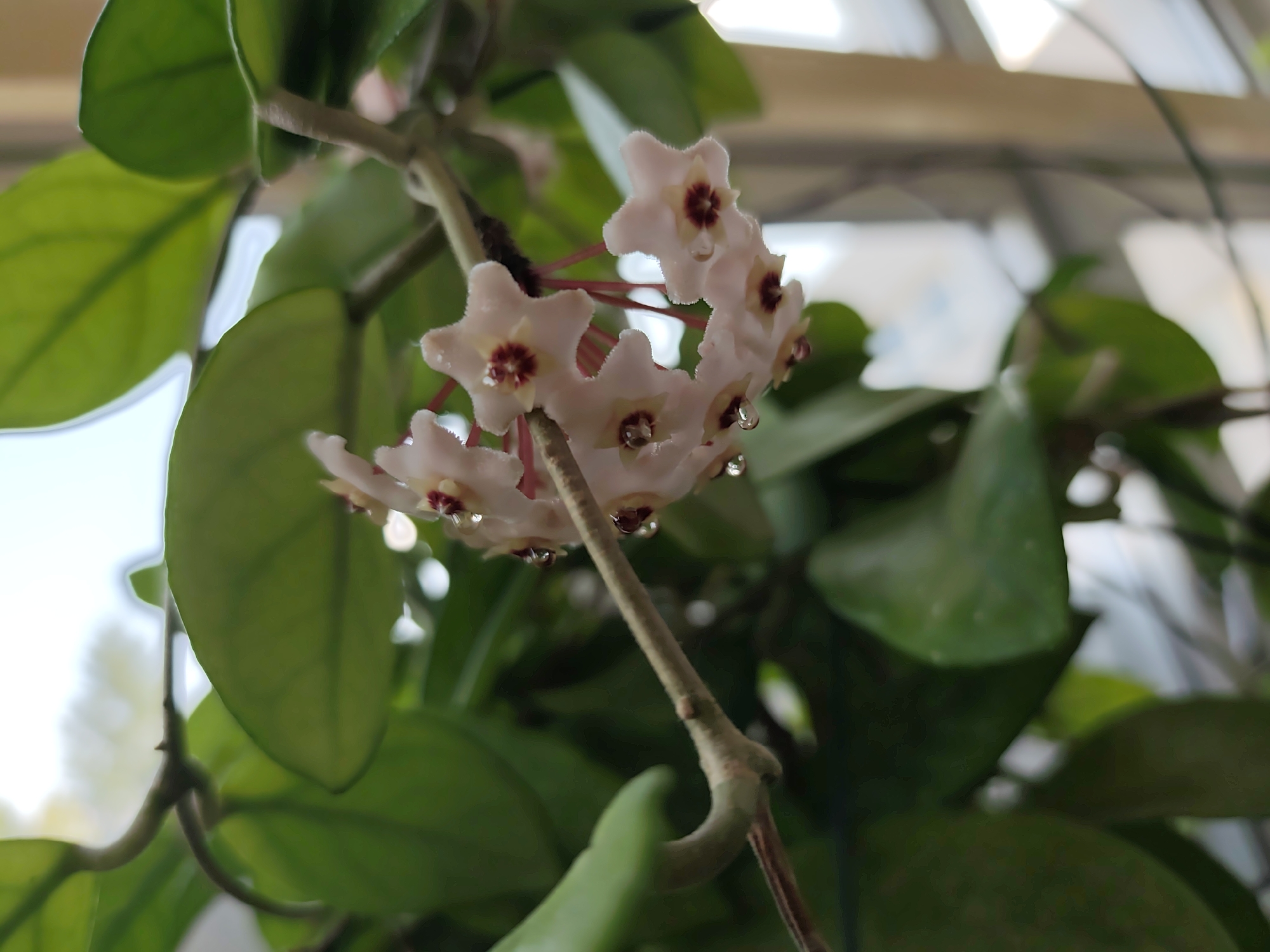 This is a close-up, slightly angled, natural light photograph of a cluster of light pink Hoya flowers with dark red centers. Several individual flowers are visible, each with five star-shaped petals. Tiny droplets of water are clinging to the tips of some of the petals. The flowers are attached to a thin, woody stem, and are surrounded by large, dark green leaves. The background is blurred, showing hints of a lighter, possibly outdoor or greenhouse environment with a structure resembling a ceiling with panes of glass or plastic overhead. The image is static and depicts a botanical subject. There is no information about the city of Prague, Czechia, or any people, actions, or interactions.