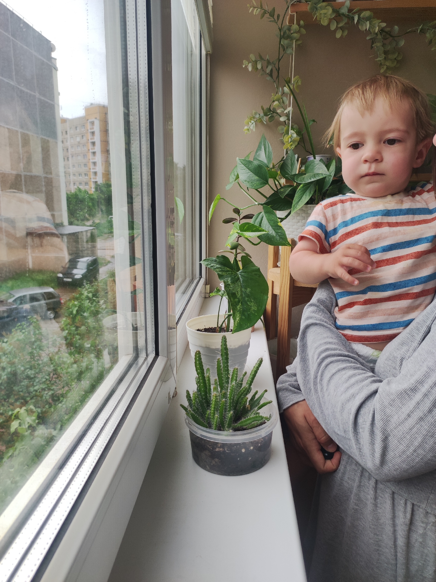 A medium shot shows a young child in an adult's arms standing near a window with a view to the outside. The child has light blond hair and is wearing a striped shirt with orange, white, and blue horizontal stripes. The adult is wearing a gray, long-sleeved dress or shirt. The scene is indoors.
Outside the window, multiple buildings are visible, along with several parked cars and green foliage, suggesting a residential area in an urban setting. The overall impression is one of a cloudy or overcast day.
On the windowsill in front of the window, two potted plants can be seen: a small cactus in a clear plastic pot and another plant with green leaves in a white pot. These plants are close to the child and adult. There are more plants in the background to the right of the child.
This scene is likely in Chaikovsky, Russia.