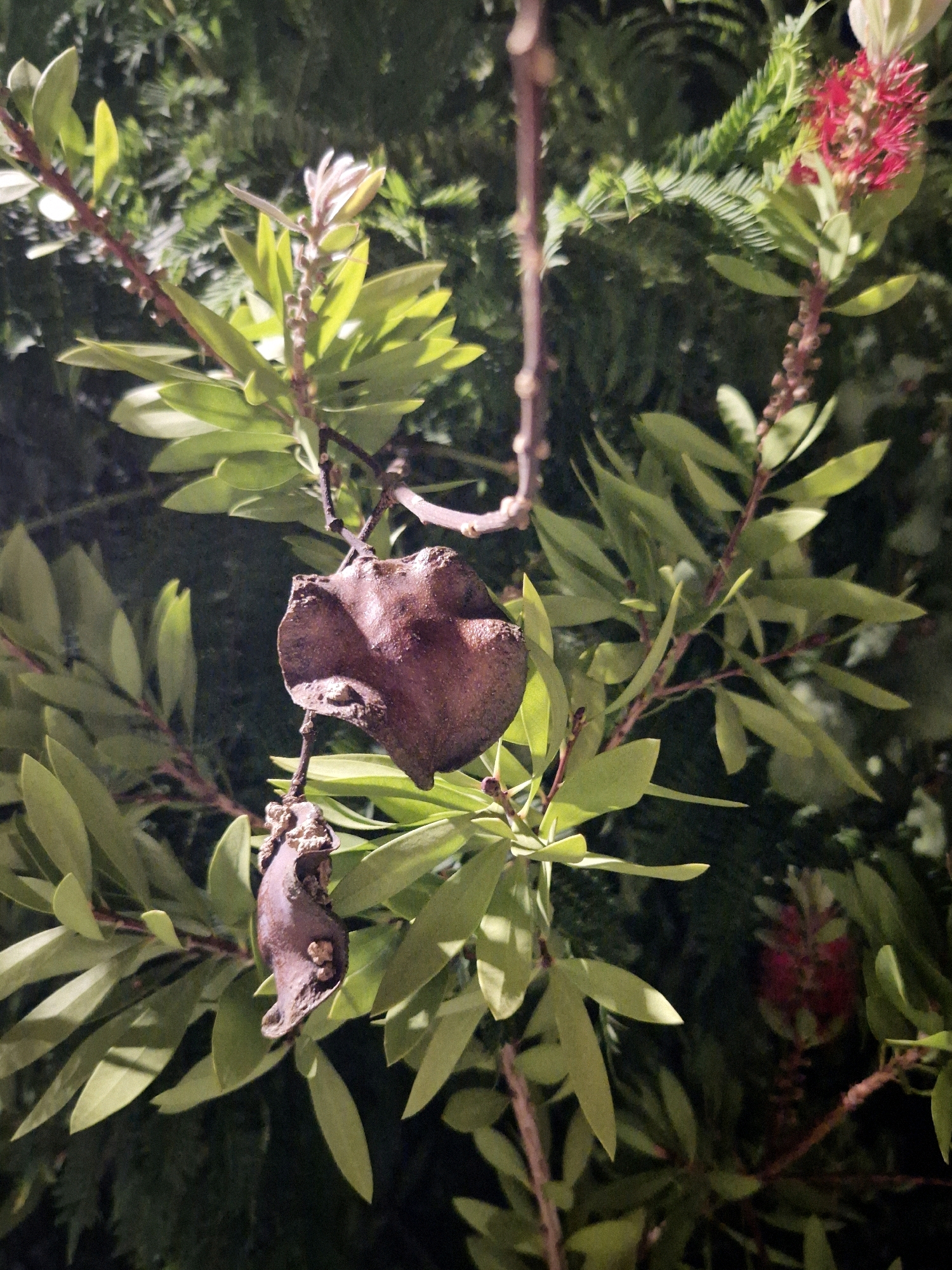 A close-up, vertical, medium shot captures a dark brown, irregularly shaped dried seed pod hanging from a thin branch. The pod has a wrinkled texture and appears to be partially split open. Below it, another smaller, similarly textured dark brown object hangs, also appearing to be a dried seed pod. These are surrounded by vibrant green, waxy leaves, some catching the light and appearing almost yellow. In the background, out of focus, are hints of red bottlebrush flowers and more dark green foliage. The image suggests a natural setting, possibly a garden or park, although no specific location in Taranto, Italy, can be determined from the visual information alone. The lighting is somewhat artificial, suggesting it may have been taken at night with a flash or artificial light source. There are no people, animals, or any other identifiable elements present in the scene.