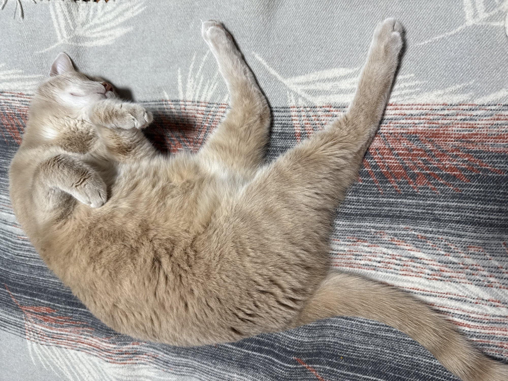 A light-colored cat is depicted sleeping soundly on its back, with its belly exposed, on a patterned blanket. The cat's fur is a creamy, sandy, or light fawn color, and it appears to be a short-haired breed. Its eyes are closed, indicating a deep state of rest, and its head is slightly tilted. Its front paws are curled near its chest and face, while its hind legs are stretched out upwards and slightly apart, revealing the soft fur of its underbelly. The overall posture conveys complete relaxation and comfort.
The cat is lying on a woven blanket that features a light gray base color. The blanket has various patterns, including horizontal stripes in shades of dark gray, white, and reddish-brown, creating a geometric or Southwestern-style motif in some areas. Other parts of the blanket show subtle, lighter gray, fern-like or feathery patterns. The lighting suggests an indoor setting, possibly with soft natural light. There is no visible text in the image. The scene evokes a sense of peace and domestic tranquility, likely taking place in a home in Chaikovsky, Russia.