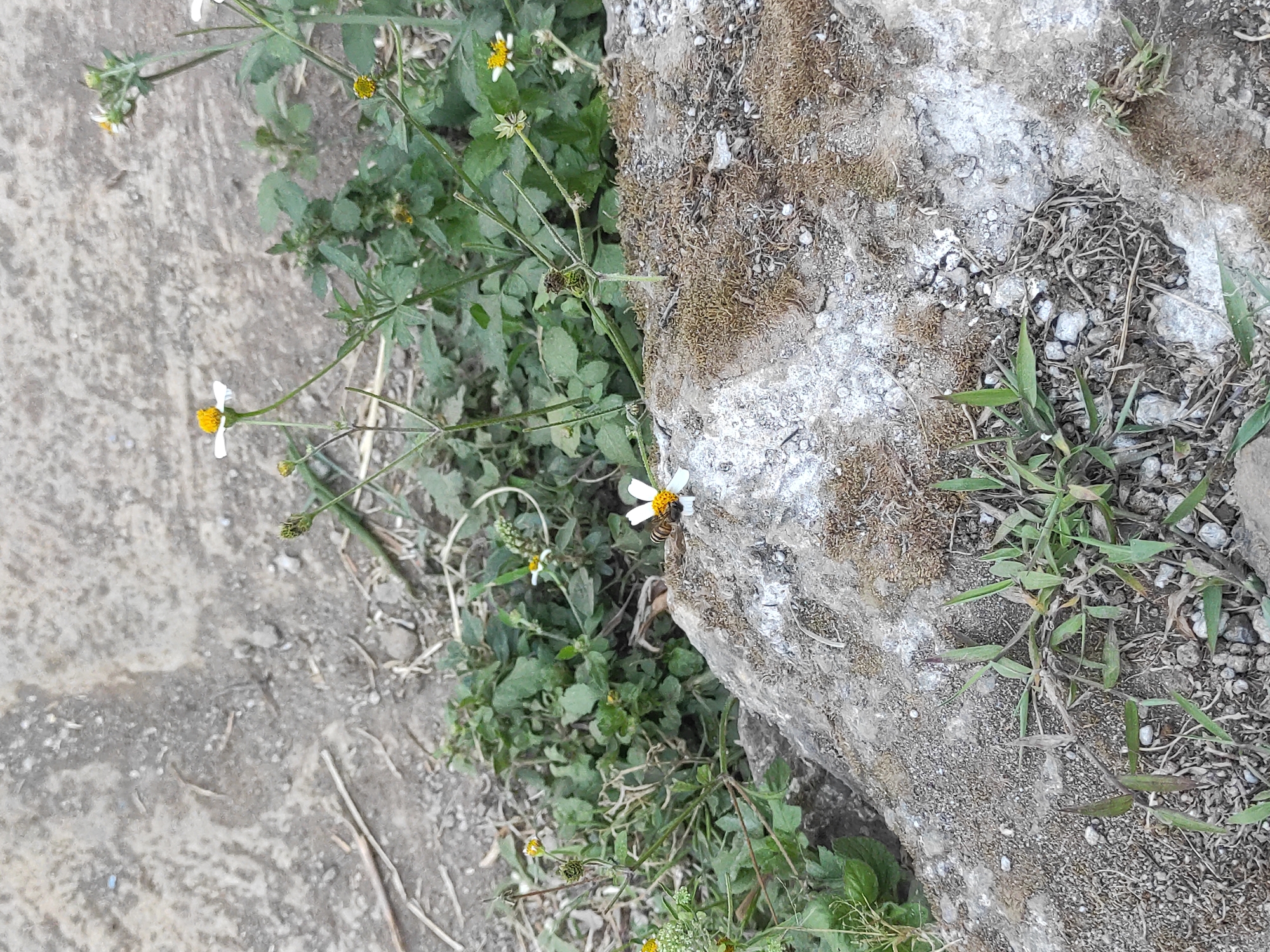 An overhead medium shot captures a bee on a white and yellow flower, which rests on a textured, moss-covered grey rock. In the background, a shallow depth of field blurs green foliage and a dirt pathway. The scene, likely located in Sumedang, Indonesia, shows a natural environment with a focus on the bee and flower.