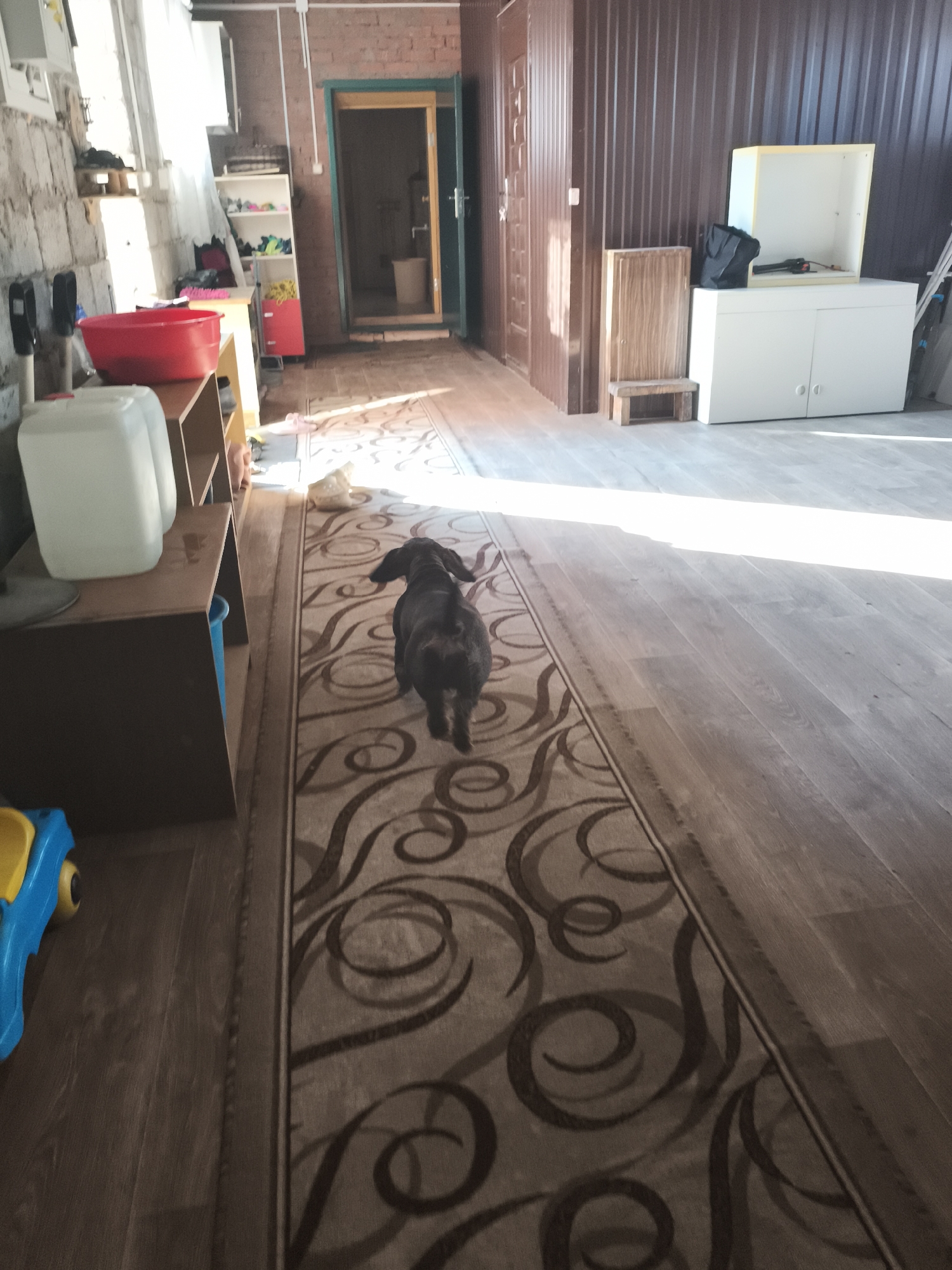 A dark-colored, short-haired dog is walking away from the camera down a hallway. The dog is on a patterned rug. The hallway has wooden floors and walls that appear to be made of corrugated metal. To the left of the dog, there are shelves with various items on them, including a large red tub and two large white containers. Further down the hallway, there is a doorway leading to another room. To the right of the dog, there is a white cabinet with a smaller open shelf unit on top. The scene is illuminated by natural light coming from the left side of the image.