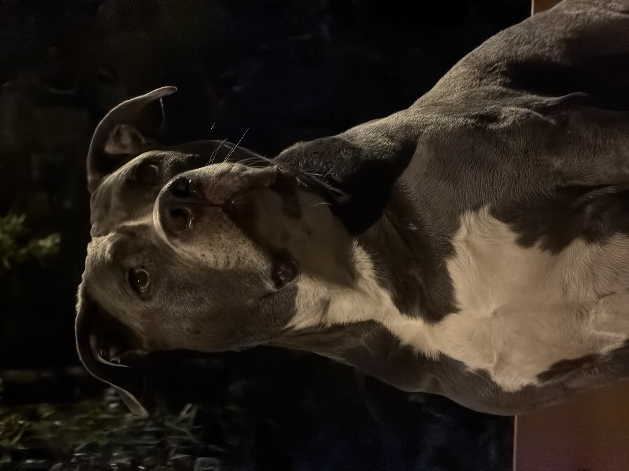 A close-up, slightly angled shot of a grey and white American Bully dog, possibly outdoors at night. The dog's head is tilted, with one ear partially folded. It has a short coat and muscular build. Background is blurred and dark, suggestive of an urban or suburban environment. The location in Esch-sur-Alzette, Luxembourg, is unknown.