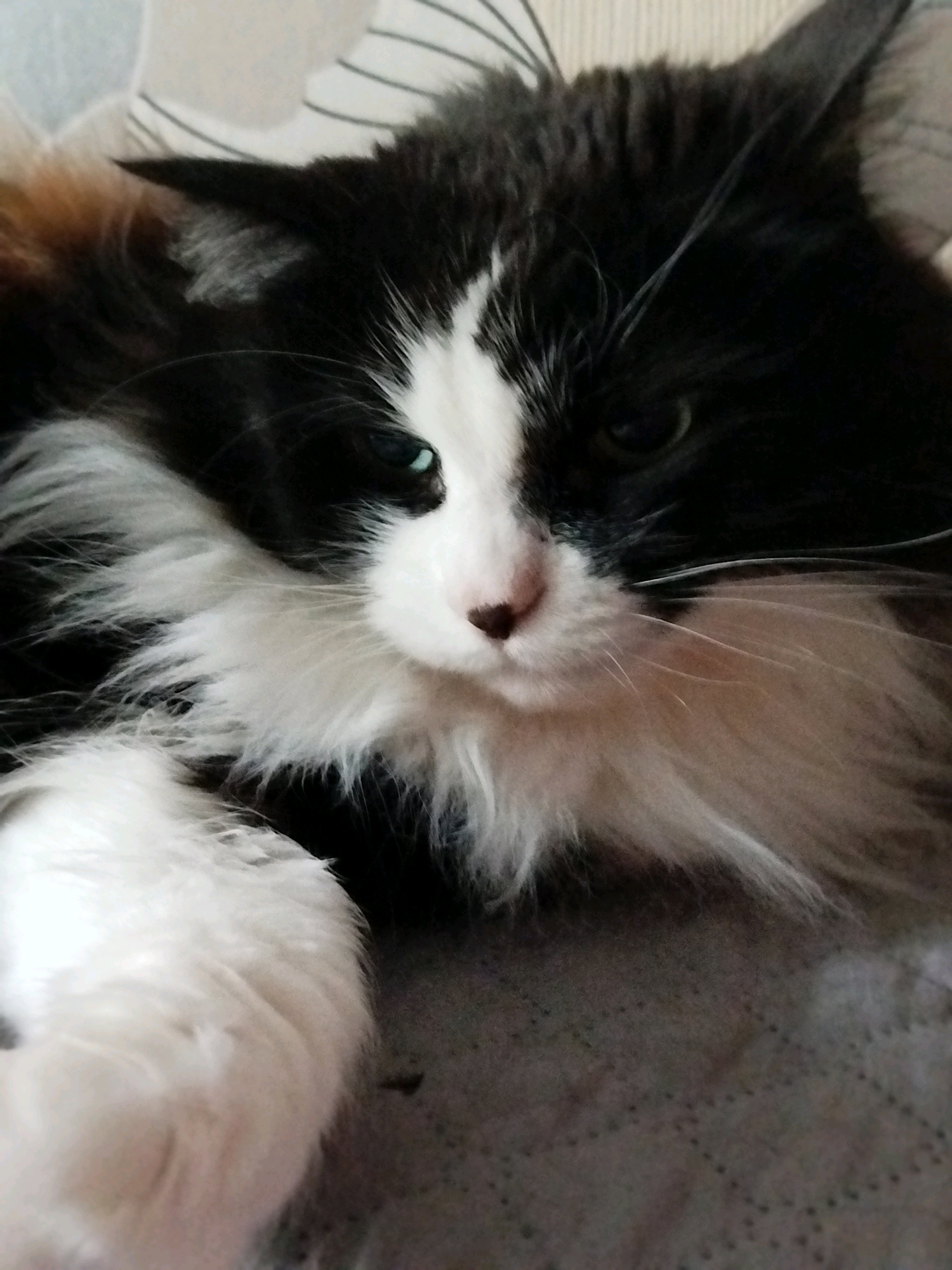 A close-up, eye-level, medium shot captures a black and white cat with long fur resting on a textured surface. The cat's face is mostly visible, with its head tilted slightly to the right. Its fur is predominantly black and white, with some hints of brown on the left side of its head. The cat has striking green eyes, a pink nose, and long white whiskers that extend outwards. The background is blurred and appears to be a patterned fabric. The lighting is soft, creating a slightly moody atmosphere.