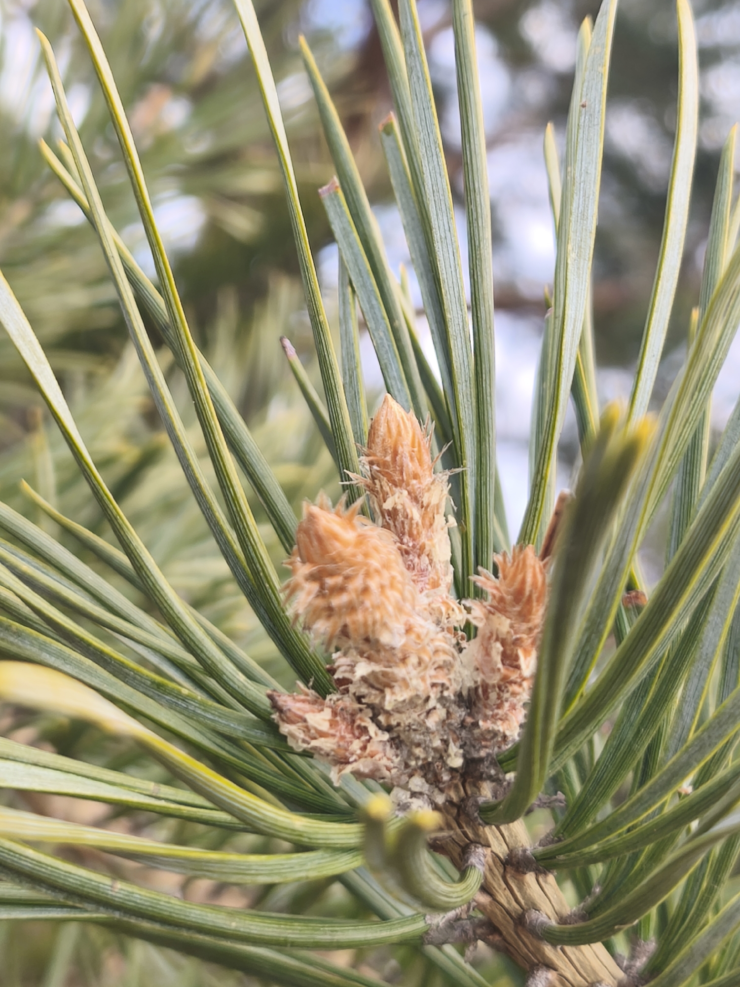A close-up photograph taken in Парэчча, Belarus, features a cluster of pine needles and developing pine cones. The long, green needles radiate outwards, displaying prominent vertical striations. A set of brown, textured pine cones are situated at the central base of the needles. The cones show early-stage development, with tight formations covered with light, fibrous material. A small section of the brown, slightly textured tree branch is visible at the base of the cluster. The background is blurred, suggesting a natural outdoor setting.
