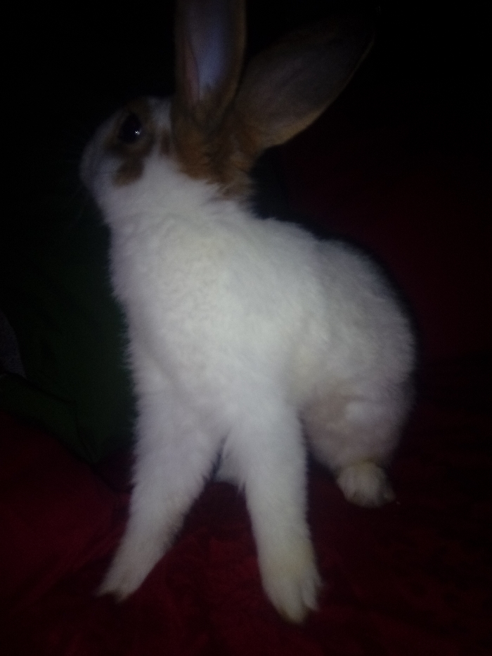 A white rabbit with brown markings around its ears and eyes stands upright on its hind legs. The rabbit's ears are large and upright, while its front legs are extended forward. The background is dark, making the rabbit's white fur stand out. The surface it is standing on appears to be a soft, reddish material. The image quality is grainy.