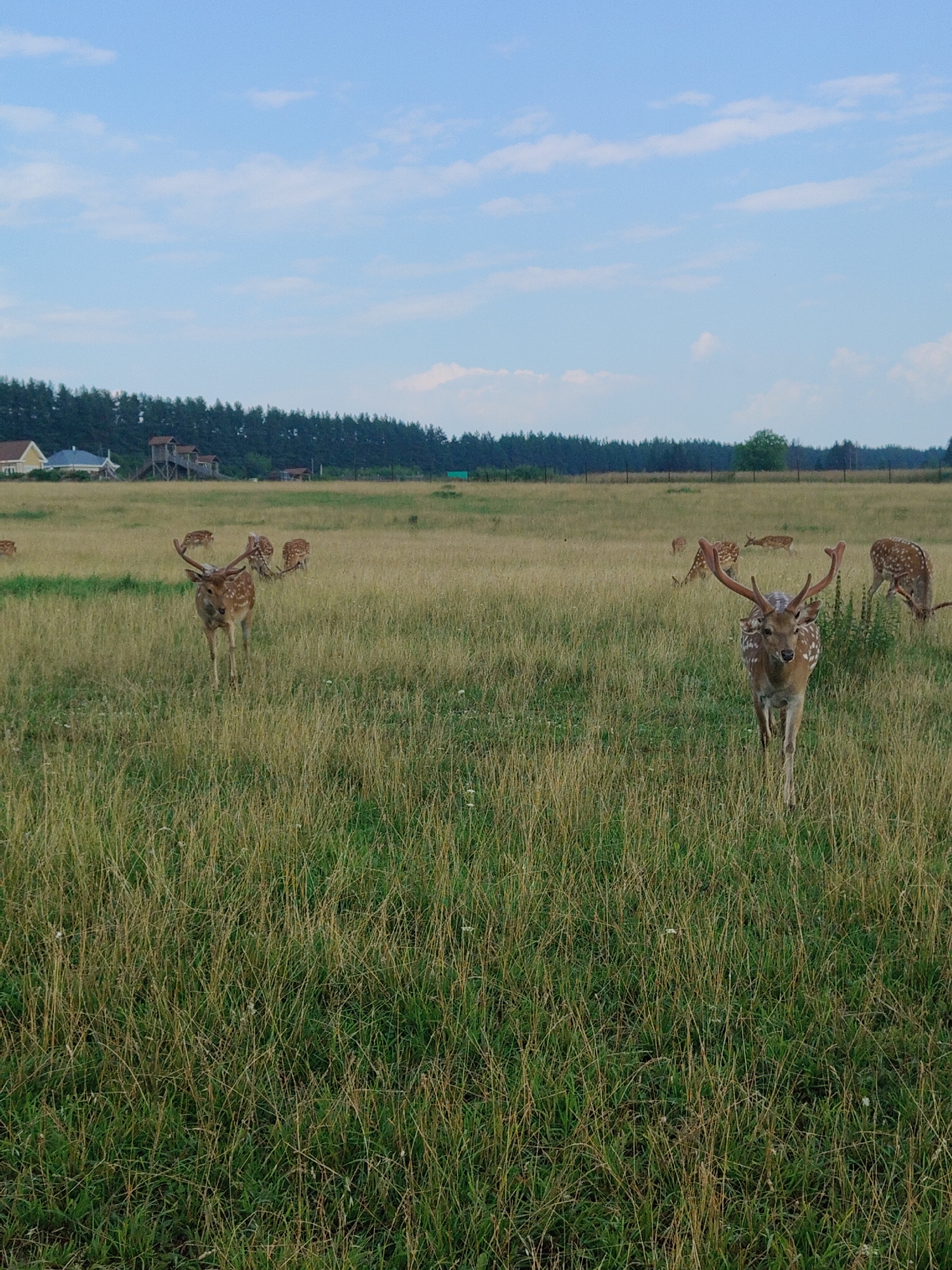 A herd of deer is grazing in a grassy field. The deer are of various sizes and ages, with some adults and younger ones. They are scattered throughout the field, some grazing, others standing and looking around. In the background, there is a line of trees and a few buildings, possibly houses or farm structures. The sky is a clear blue with a few scattered clouds. The overall scene is one of a peaceful rural landscape.