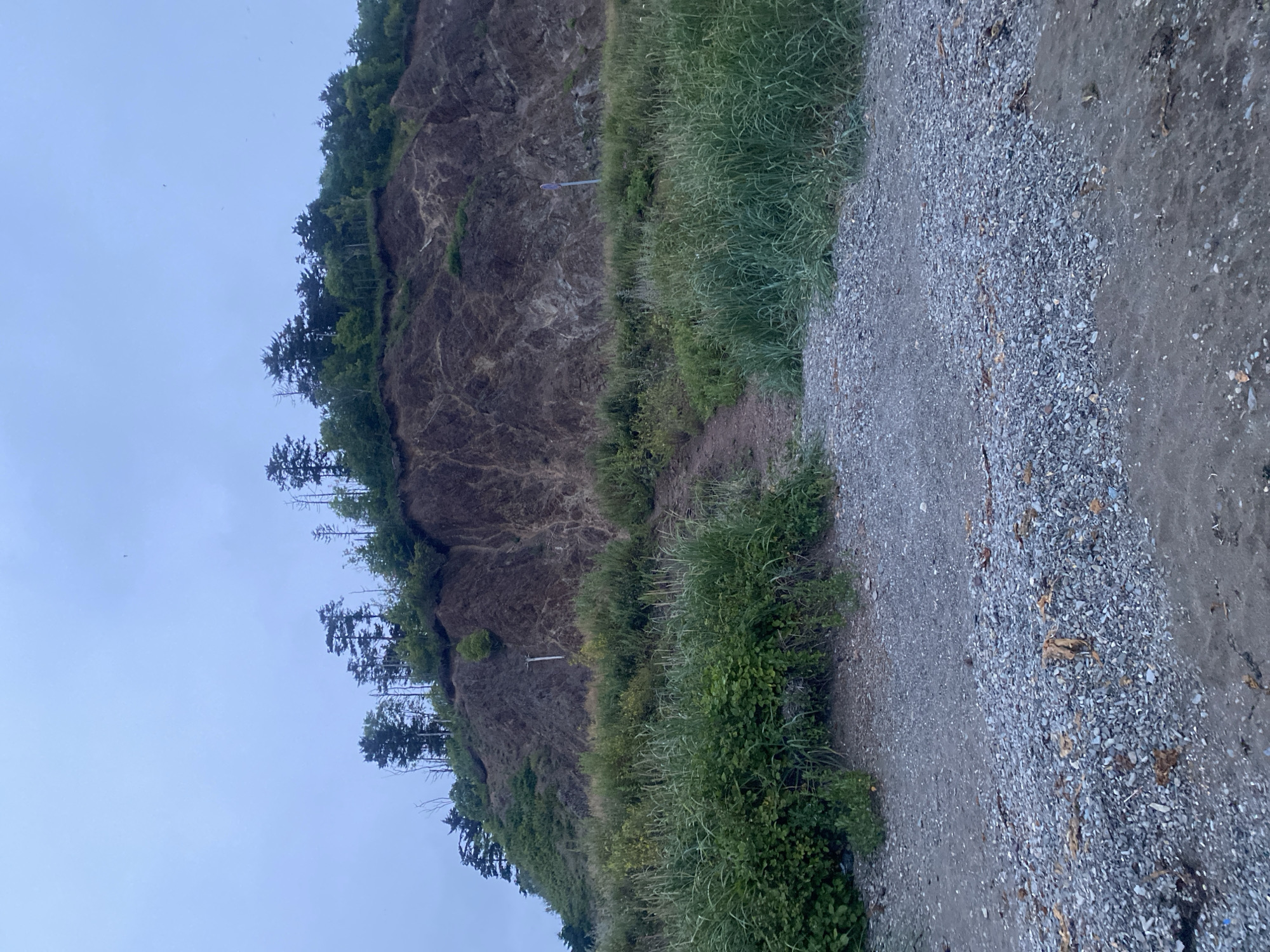 The image depicts a steep, eroded cliff face covered in dark brown soil and rock formations. The top of the cliff is densely forested with various species of trees, including evergreens. The lower part of the cliff is bordered by a thick growth of green grass and vegetation. In the foreground, there is a rocky beach composed of small gray pebbles and sand, with some dried seaweed scattered on the surface. A narrow dirt path leads up the cliff from the beach, winding through the vegetation. The sky is overcast and a pale blue-gray color. A single white post with a small circular sign is visible partway up the cliff face. The scene appears to be an undeveloped natural area along a coastline, likely in or near the city of Korsakov, Sakhalin Oblast, Russia.