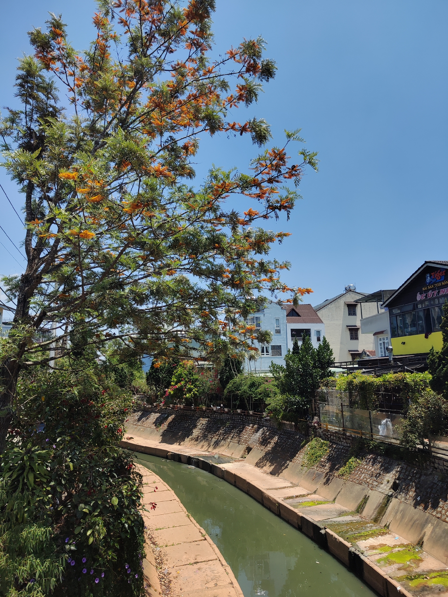 The image depicts a canal in Da Lat, Vietnam. The canal has concrete sides and a concrete walkway along one edge. The water in the canal is a murky green color. Lush vegetation, including a tree with orange flowers, lines the canal's edge. In the background, several buildings are visible, including a yellow restaurant with Vietnamese writing and a Tiger beer logo on the roof. The sky is clear and blue. No people are prominently visible in the image.