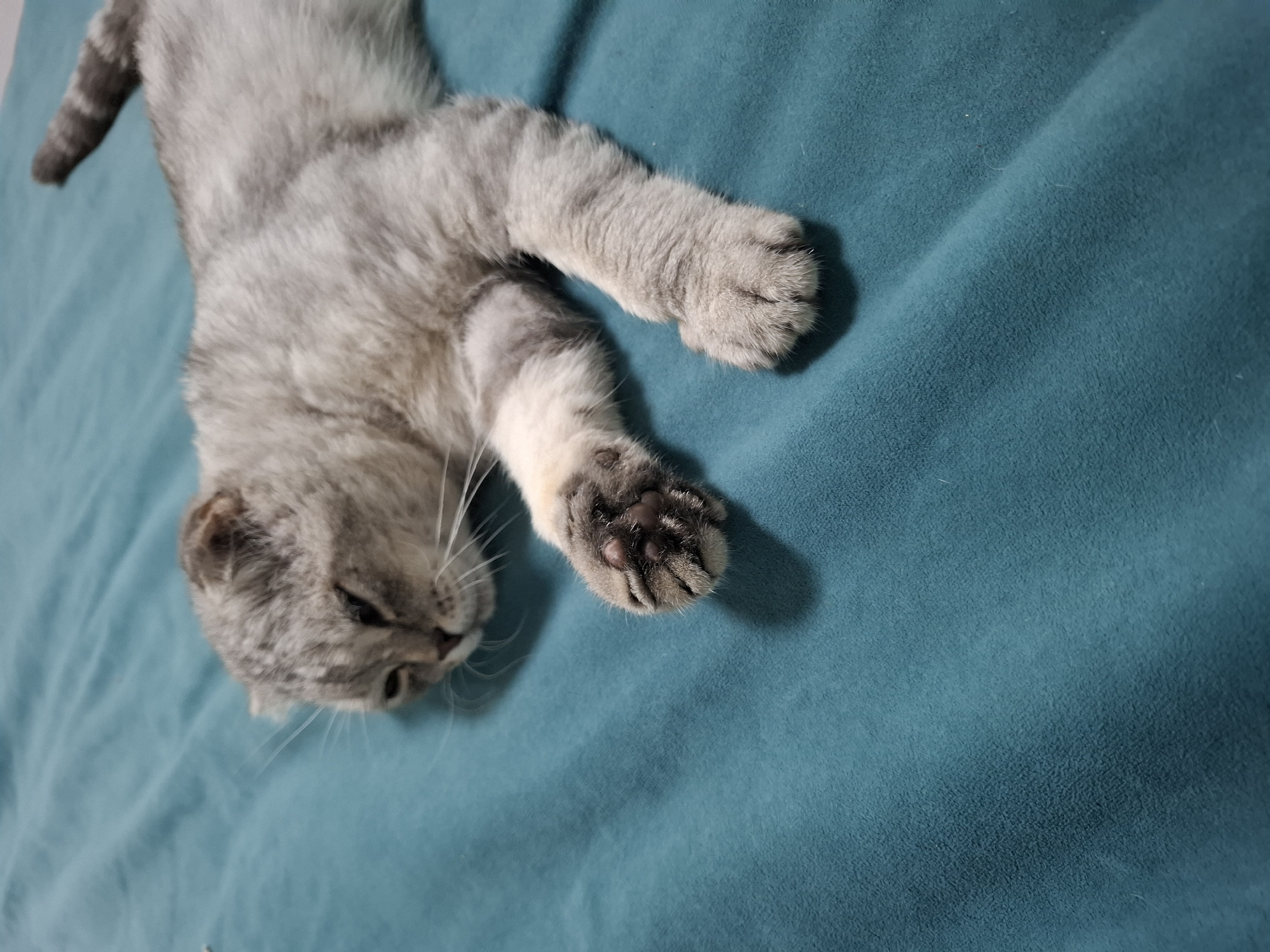 A domestic cat with grey fur is lying on a teal blanket. The cat is in the foreground, with its head resting on the blanket. Its eyes are partially closed, and its ears are folded down. The cat's paws are visible, with one paw extended towards the viewer. The blanket is wrinkled, indicating it is soft and plush. There is no visible indication of the location being in Булаев қалалық әкімдігі, Kazakhstan; the image depicts a domestic setting.