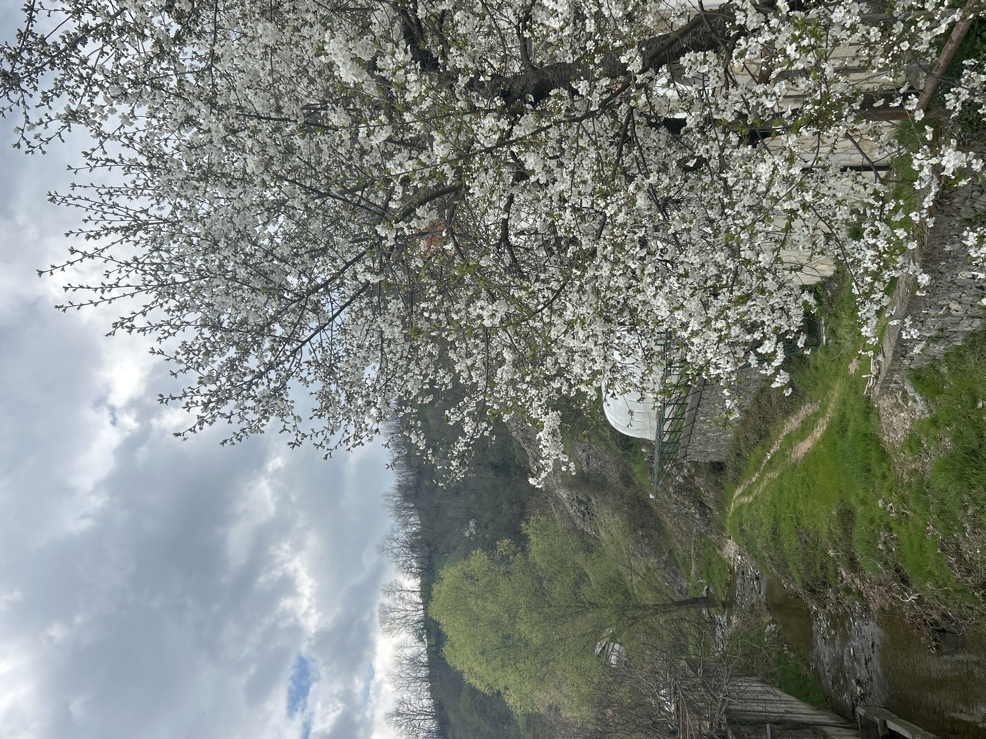The image shows a blossoming tree with white flowers, likely a cherry or plum tree, dominating the upper portion of the frame. Below the tree, there's a view of a green and rocky landscape. A small stream or canal runs through the landscape. A white dome structure, possibly a greenhouse or some other kind of enclosure, is visible in the background. The scene is located in Zlatograd, Bulgaria, based on external information. The sky is cloudy and overcast. The angle of the shot suggests it was taken looking slightly upwards at the tree and downwards into the landscape.