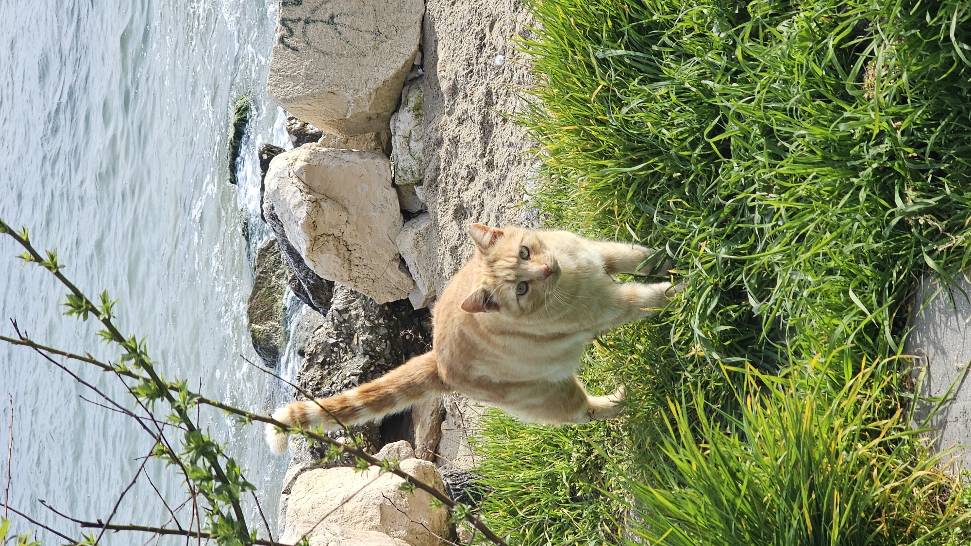 The image depicts an outdoor scene on a bright, sunny day, likely in Varna, Bulgaria. The main subject is an inquisitive ginger tabby cat with distinct stripes and light green eyes, positioned centrally on a rocky and grassy bank. The cat's front paws are extended onto lush green grass that occupies the right side of the frame, while its hindquarters rest on the light-colored, rugged rocks that form the immediate shoreline.
To the left of the cat, a calm body of water, possibly the Black Sea, stretches out, showing subtle ripples under the bright daylight. Small patches of dark green moss are visible on the rocks closest to the water's edge. In the bottom-left foreground, out-of-focus bare branches with nascent green leaves partially frame the scene.
The cat is looking directly at the camera with an alert and curious expression. Faint, dark, indecipherable markings, resembling graffiti, are present on a large rock in the upper right background. The bright illumination indicates clear weather, possibly mid-morning or afternoon, creating a serene and natural atmosphere.