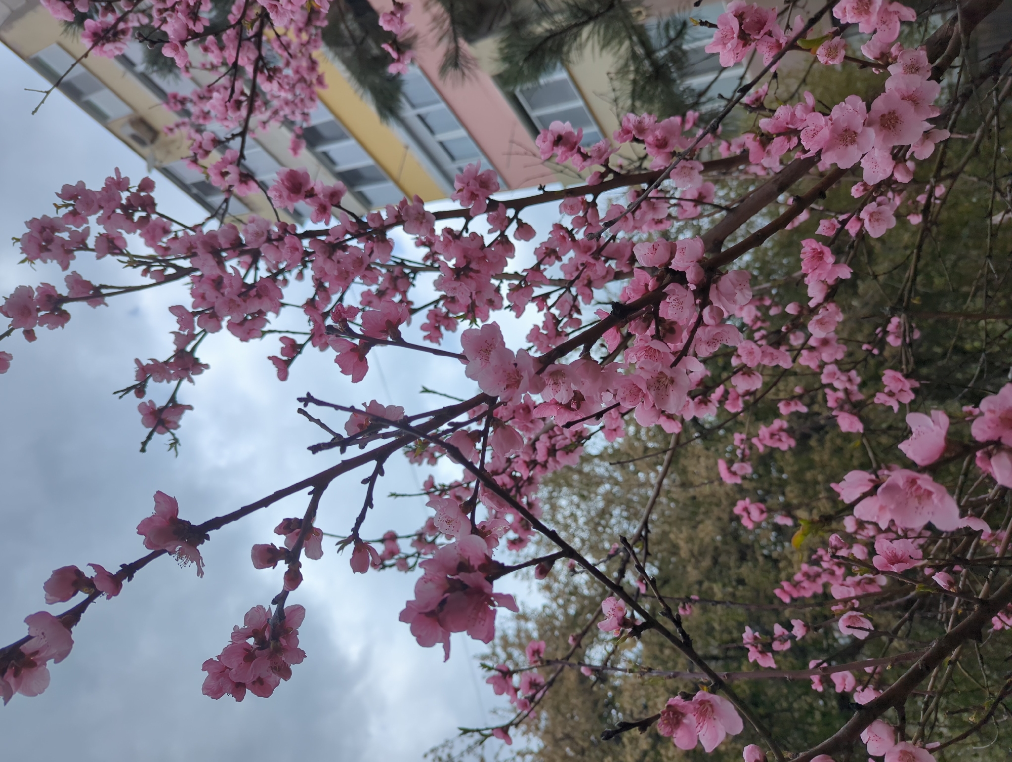 The image shows a close-up view of a blossoming tree with pink flowers. The tree branches fill the foreground. In the background, there is a blurred view of a building with pink and yellow walls and windows. Part of the sky, which appears cloudy, is visible through the branches. To the right of the building, there's greenery indicating a park or other vegetation. Given the location and details, the image likely depicts a scene in Razgrad, Bulgaria, during springtime when trees are in bloom.
