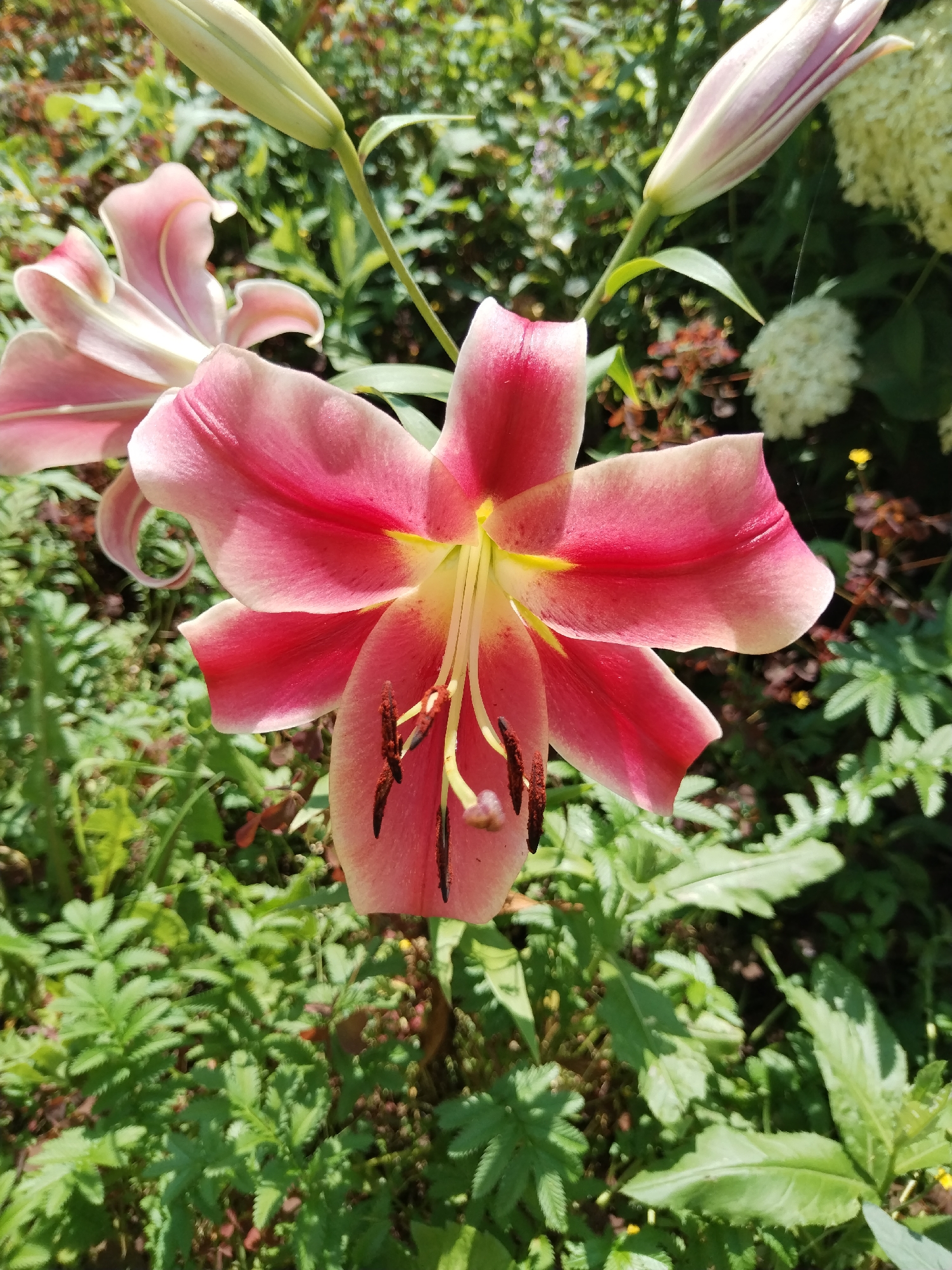 In a garden in the village of Zipunovo, Russia, a large, pink lily with a red stripe down each petal is in full bloom. The lily's stamen are dark brown and prominently displayed. The flower is surrounded by lush green foliage and other blooming flowers. The lighting suggests it is daytime, possibly sunny given the dappled light and shadows.