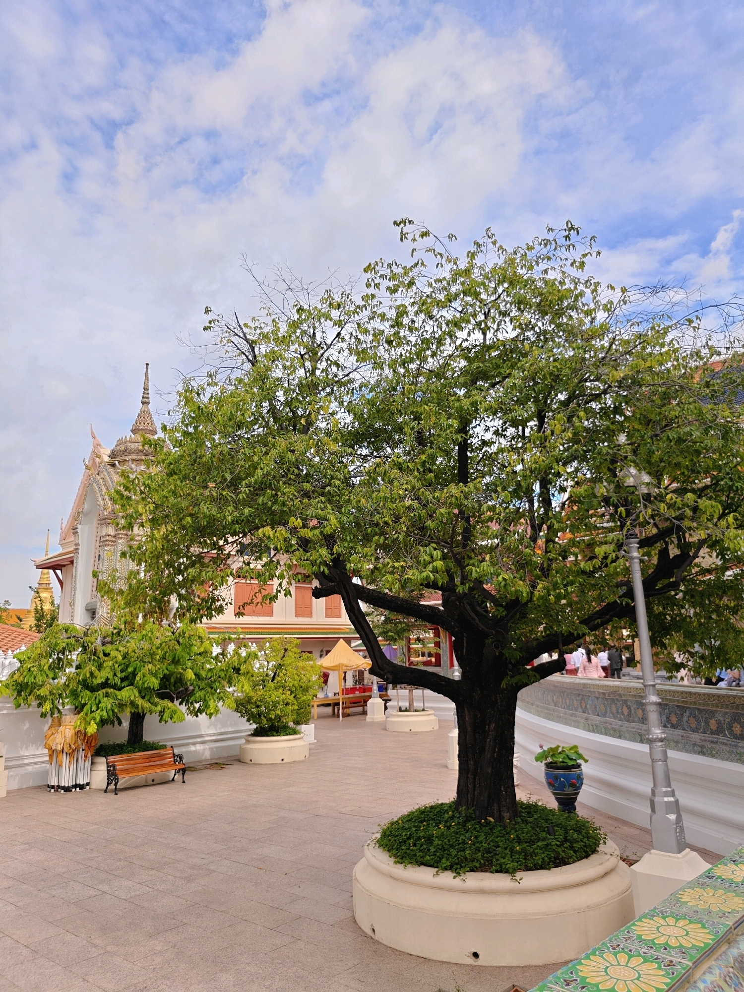 The image captures a serene courtyard with a prominent large tree at its center, casting dappled shade on the paved ground. In the background, a traditional Thai temple building with ornate architecture and a multi-tiered roof stands tall. Several smaller trees and potted plants are strategically placed throughout the courtyard, adding to the lush greenery. A wooden bench is visible to the left, offering a place to rest. The sky above is a blend of blue and white clouds, suggesting a pleasant day. The scene is likely located in Bangkok, Thailand, given the architectural style of the temple and the overall ambiance.