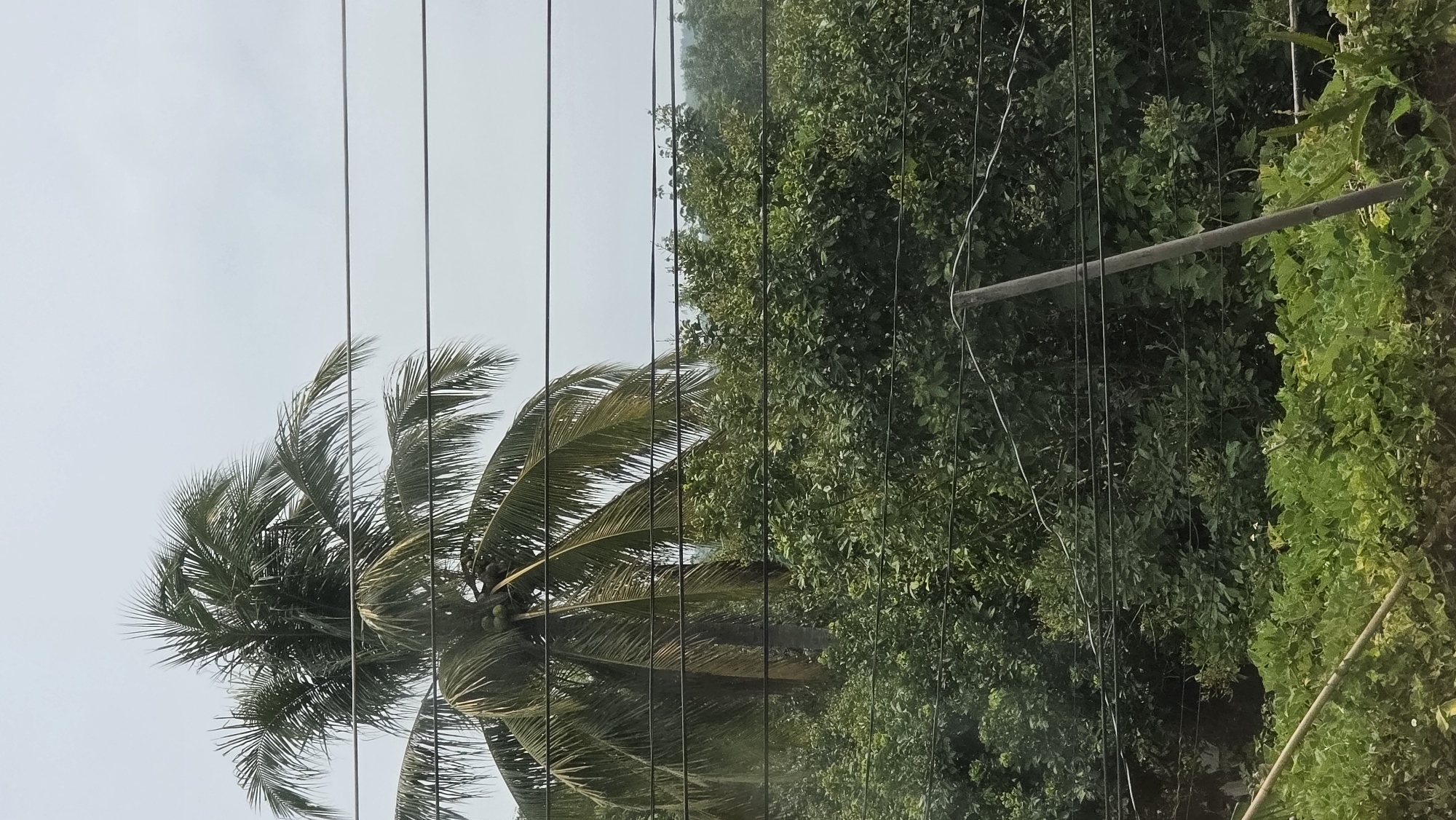 The image, likely taken in Đăk La, Vietnam, shows a daytime scene with a view dominated by foliage and utility infrastructure. A coconut palm tree is prominent on the left side, its fronds extending towards the sky. Its trunk and coconuts are partially obscured by vertical power lines. To the right of the power lines is a dense collection of trees and greenery. A weathered gray pole extends diagonally from the top right corner into the foliage, and more of the same greenery grows around the pole. Above the trees, the sky is a pale, uniform color. There is no explicit evidence of people, other objects, interactions, or actions in the scene.