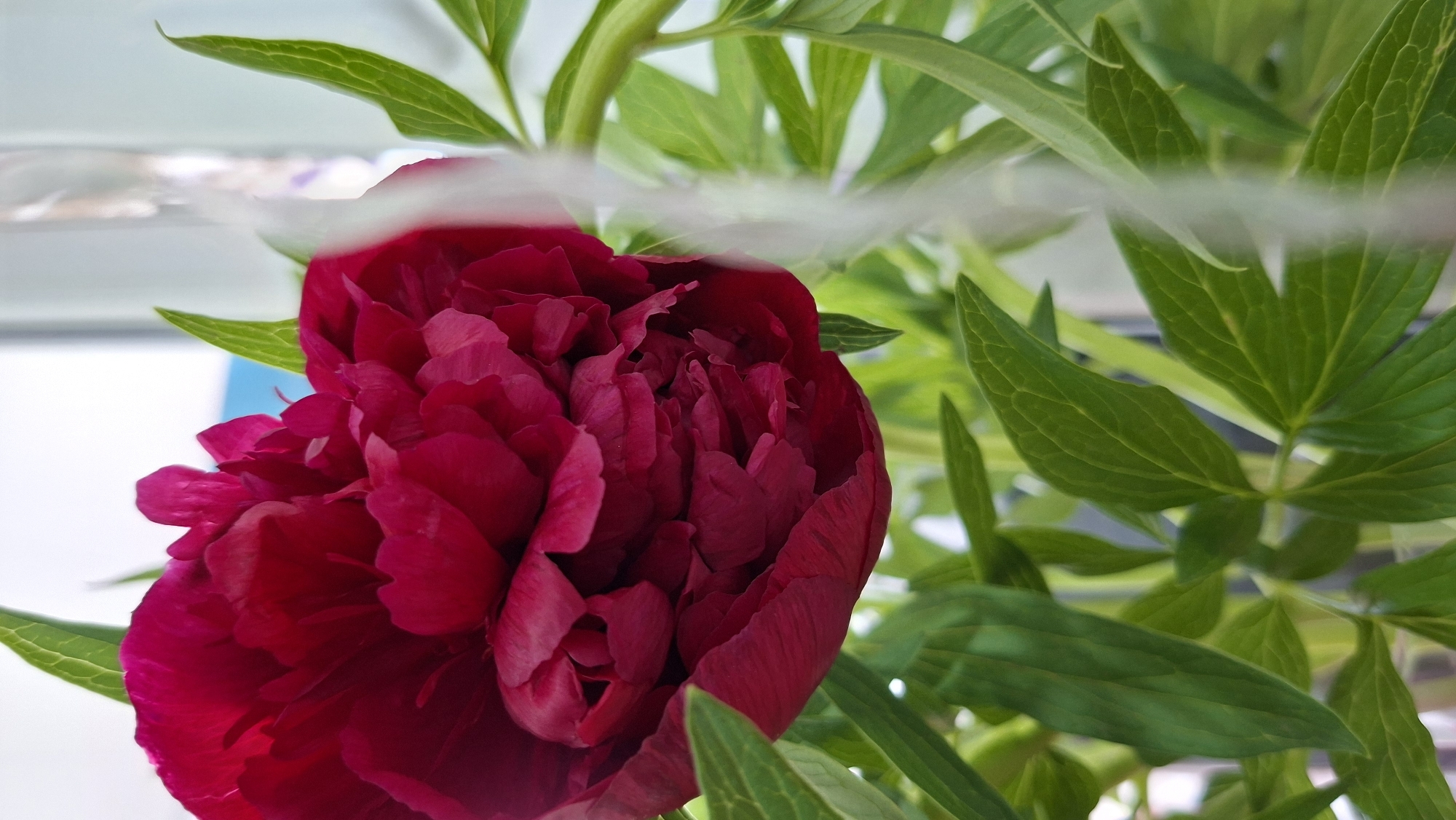 A close-up, eye-level shot reveals a vibrant, red peony bloom, partially obscured by a hazy, translucent white line across the top third of the image. The flower's intricate, tightly packed petals are the primary focus, positioned on the left side of the frame. The peony is surrounded by an abundance of bright green leaves, some sharp and detailed, others blurred and out of focus, filling the right side of the image. Hints of a white and blue background peek through the foliage on the left. The location is Chaikovsky, Russia.