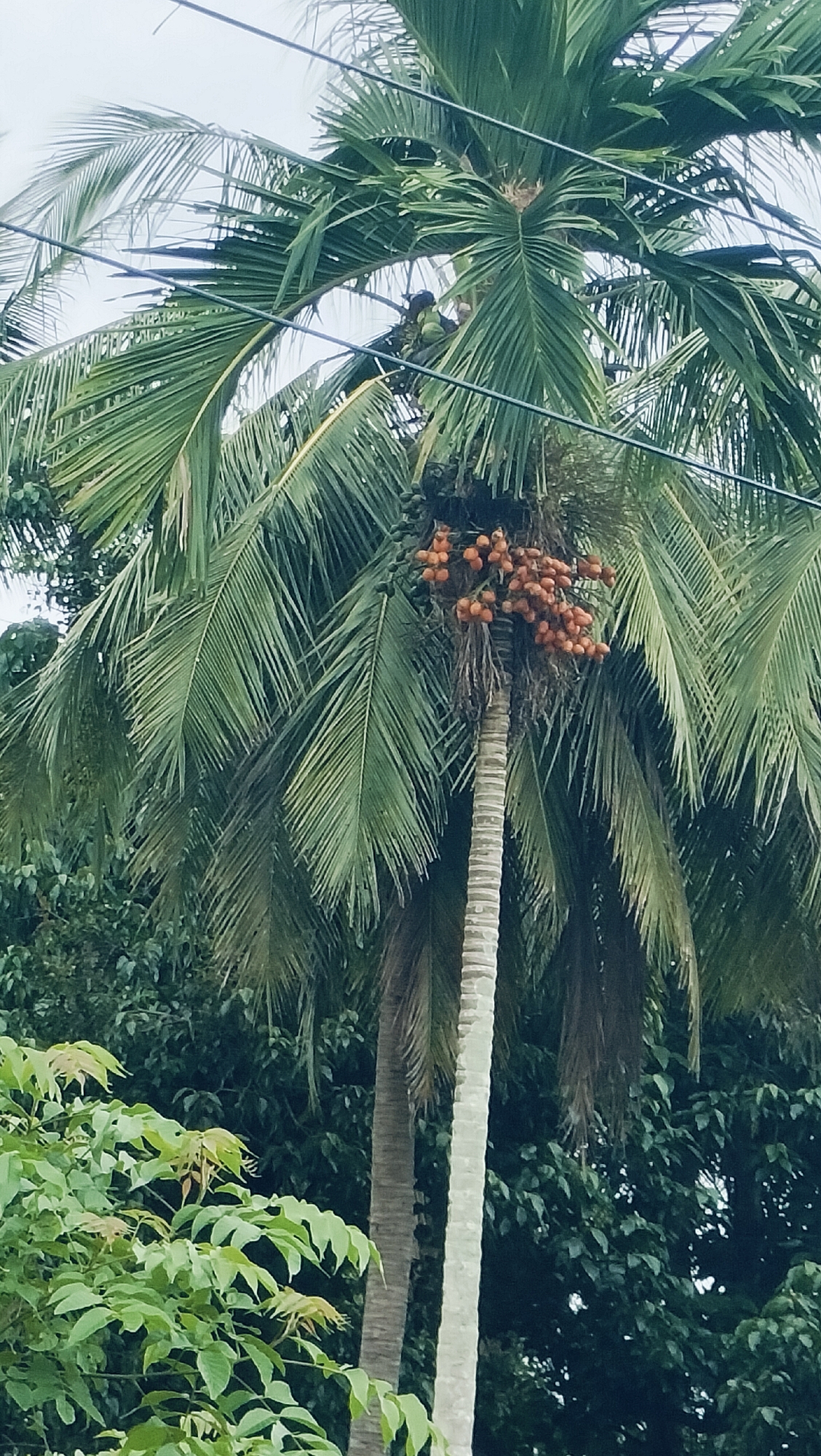 This vertical image features a tall palm tree, likely an areca palm, laden with clusters of small, orange-red fruits (resembling areca nuts) near its crown. A person is visible nestled among the green fronds in the upper part of the tree, partially obscured by leaves, appearing to be engaged in an activity, possibly harvesting the fruits. Some green, unripe fruits are also visible on the tree. The palm has a light-colored, ringed trunk.
The sky in the background is bright and overcast, suggesting daytime with soft, diffuse light. Dark horizontal lines, appearing to be power or communication cables, stretch across the upper and middle sections of the frame. Beyond the main palm, other palm trunks and dense, dark green foliage from various trees are visible, indicating a lush, tropical setting. In the bottom left foreground, lighter green leaves from another plant add depth to the scene. The overall environment points to a tropical location like Lambarotunong, Indonesia. No visible text is present.