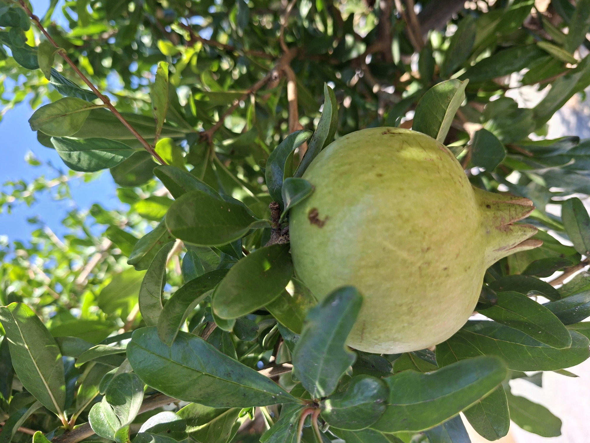 A close-up, eye-level shot shows a young, green pomegranate hanging from a branch, surrounded by its dark green leaves. The pomegranate is roughly spherical with a slightly textured, pale green skin, and its calyx, the star-shaped crown of sepals, is visible at the top. Sunlight filters through the dense foliage, creating dappled light and shadows on the fruit and leaves. The background is a soft blur of more green leaves, branches, and a hint of bright blue sky, suggesting an outdoor setting bathed in natural light. The overall impression is one of growth and early development, with the unripe fruit nestled securely within its leafy embrace. The image captures a tranquil moment in nature, highlighting the delicate stages of fruit formation.