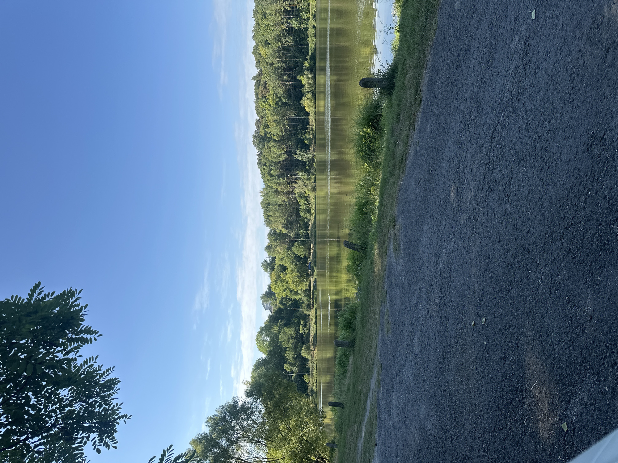 This is a photograph taken in the city of Makiv, Ukraine, featuring a serene lake scene under a clear blue sky. In the foreground, a dark gravel path occupies the bottom portion of the frame, leading towards the right. Adjacent to the path is a grassy embankment dotted with short, weathered wooden posts.
The middle ground is dominated by a calm lake, its surface reflecting the surrounding lush green trees and the bright sky. A line of dense trees forms a verdant border along the far bank of the lake, with some taller evergreen trees interspersed among deciduous ones. A few small white objects are visible on the water, possibly birds or debris. In the distance, beyond the trees, a hint of buildings and structures suggests a settlement.
The upper portion of the image is filled with a vast expanse of clear blue sky, with a few wispy white clouds scattered towards the horizon. On the left side of the frame, the dark green leaves and branches of a tree hang down from the top, partially obscuring the sky and framing the scene. The lighting suggests it is daytime, likely morning or late afternoon, given the soft sunlight casting gentle reflections on the water.