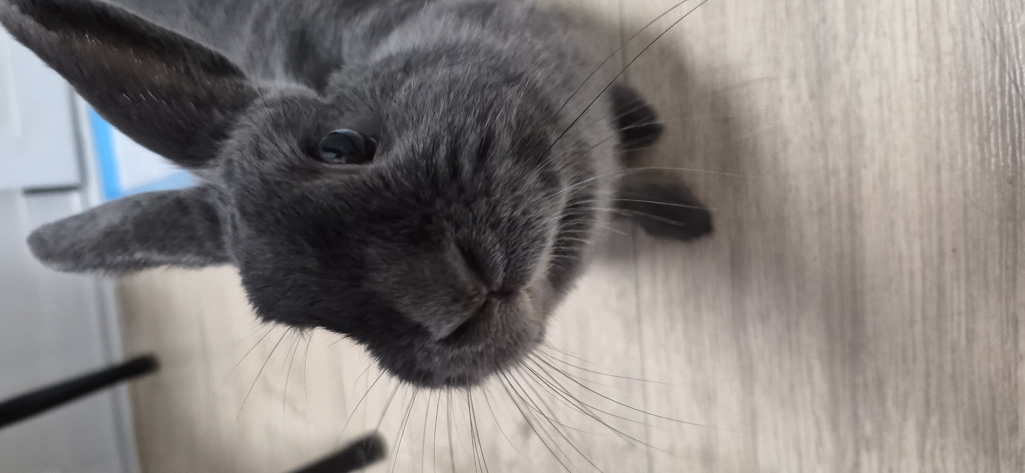 A close-up, eye-level, vertical shot captures a gray rabbit with large whiskers and prominent ears looking directly at the camera. The rabbit's snout and one eye are in sharp focus, with the background blurred. The environment appears to be indoors, on a light-colored wooden floor. There is no indication of the location in the city of Ussurijsk, Russia. The image is devoid of people, animals other than the rabbit, or any actions or interactions. The scene is static and solely focused on the rabbit's facial features.