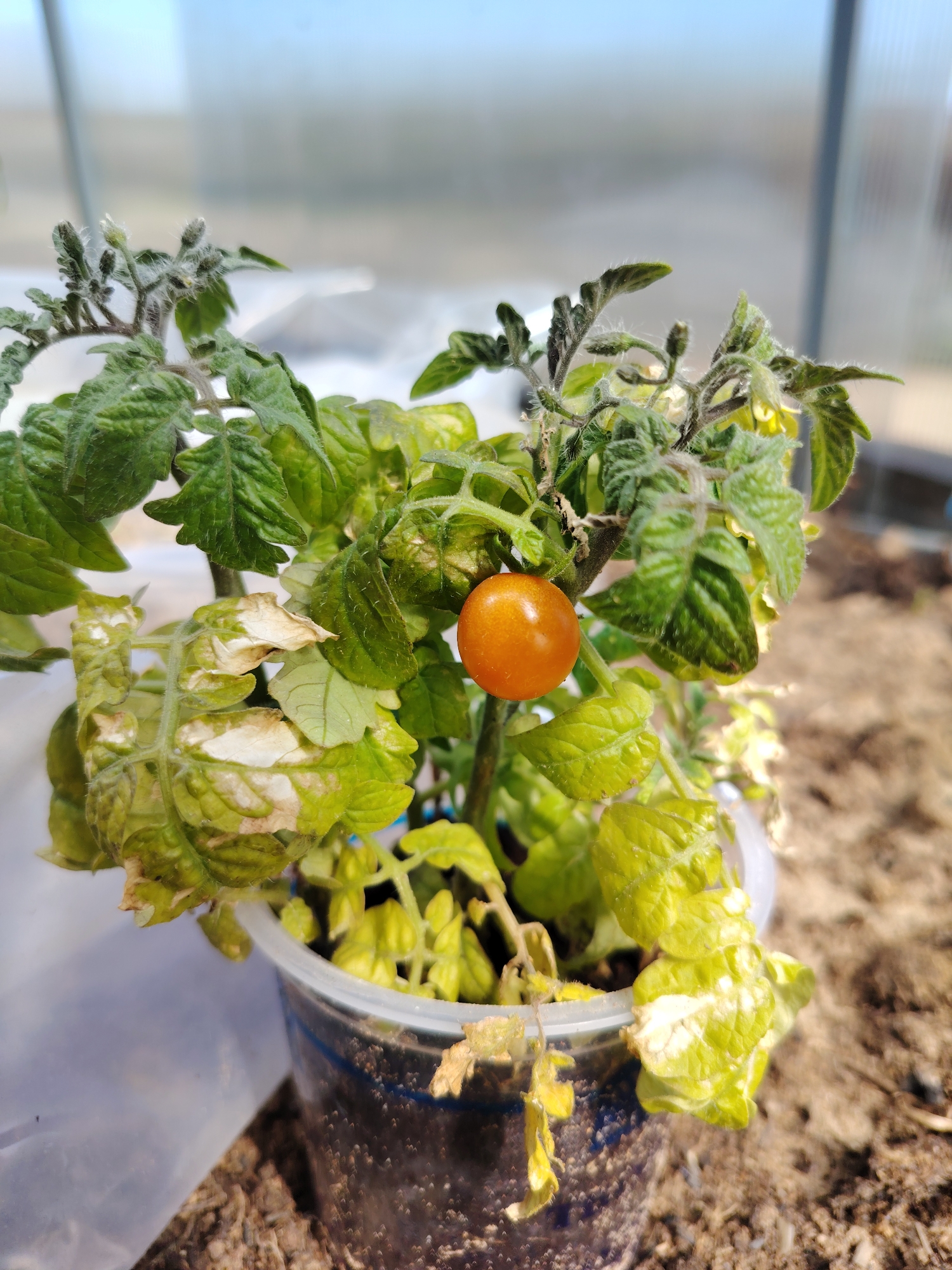The image shows a small tomato plant in a clear plastic container. The plant has several green leaves and one ripe, orange tomato. Some of the leaves are yellowed or have white spots, suggesting a possible nutrient deficiency or disease. The container is sitting on soil. The background is blurry, but appears to be a greenhouse or covered area. The image was taken in the city of Chaikovsky, Russia.