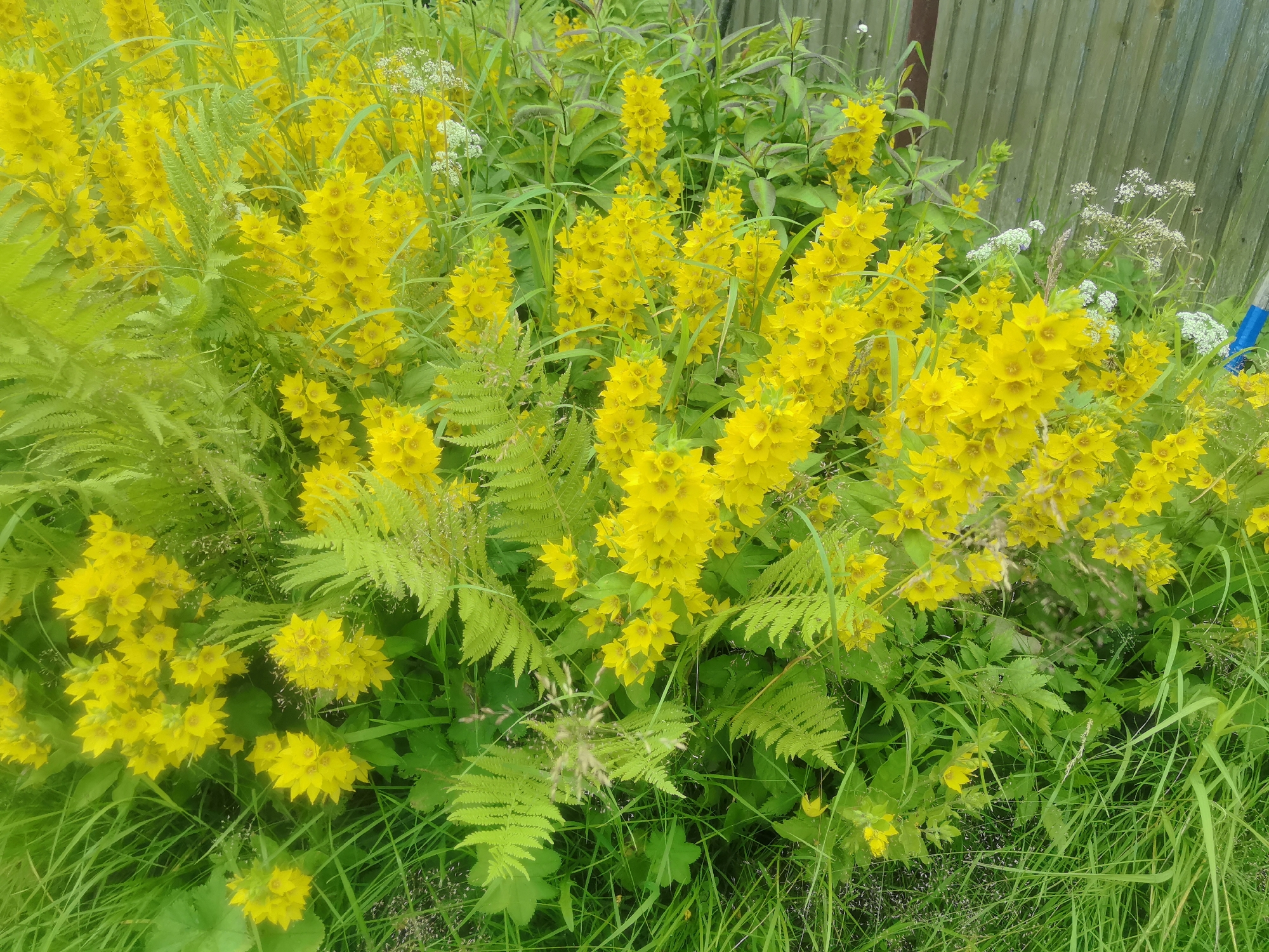 The image displays a close-up view of a vibrant cluster of yellow flowers, specifically Lysimachia punctata (Dotted Loosestrife), situated amidst lush green foliage and ferns. The flowers are characterized by their star-shaped petals and grow in tall, dense spikes. The background features a weathered, light green wooden fence, suggesting an outdoor setting. The overall impression is one of natural abundance and the blooming of summer flora. This scene is located in Kashino, Russia, where such wild or cultivated plants are common in gardens and natural landscapes. There are no people or animals visible in the image. The lighting suggests it is daytime, possibly overcast or in soft light, as there are no harsh shadows. The composition is dominated by the bright yellow of the flowers and the varying shades of green in the surrounding vegetation.