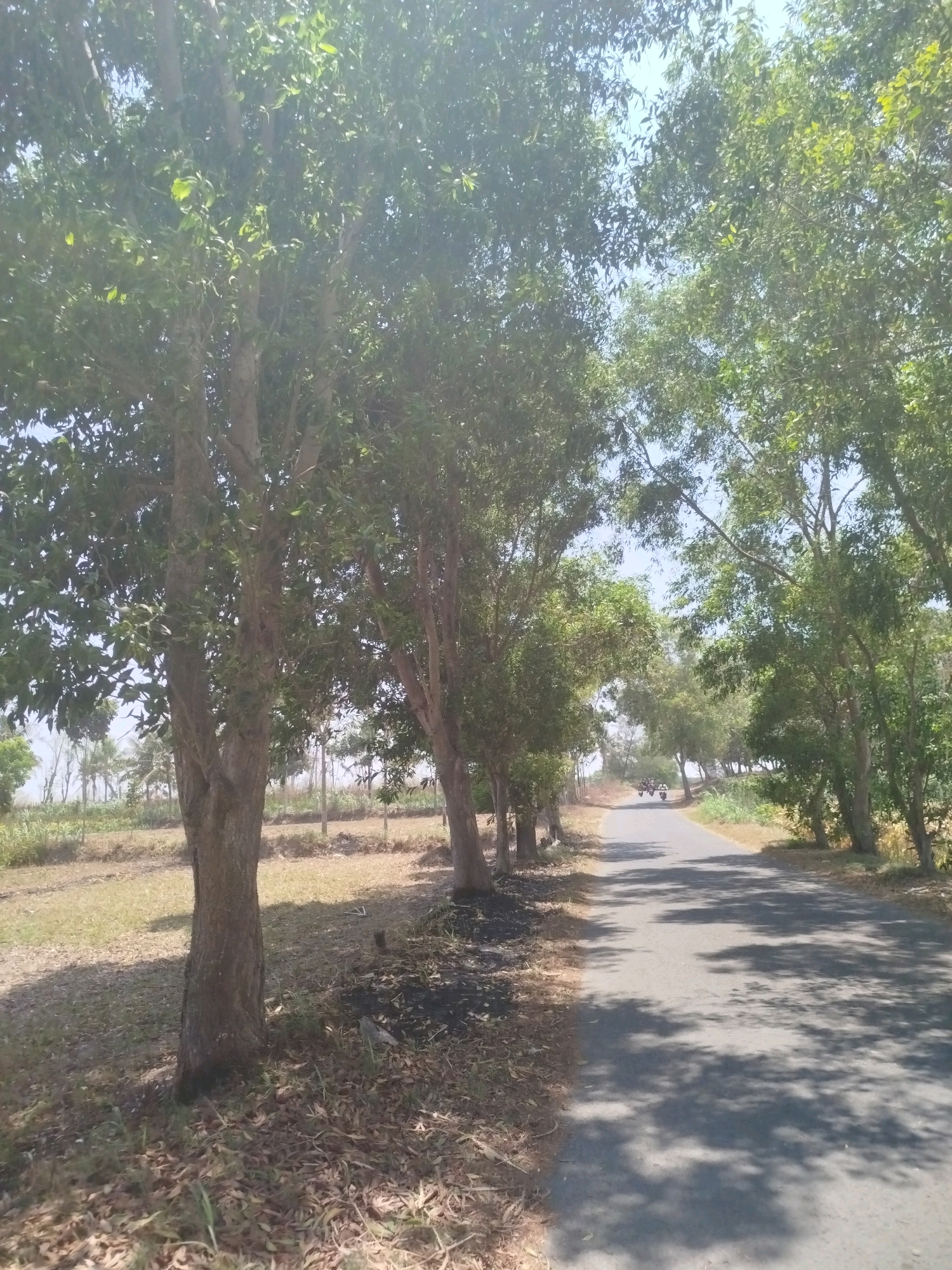 The image shows a paved road lined with trees on both sides, creating a canopy effect over the asphalt. The road appears to be in a rural area, possibly on the outskirts of Setrojenar, Indonesia, given the dry vegetation and the types of trees. Sunlight filters through the leaves, casting dappled shadows on the road. In the distance, three motorcycles are traveling away from the viewer. The ground on either side of the road is covered with dry leaves, grass, and some scattered debris. The sky is clear and blue.