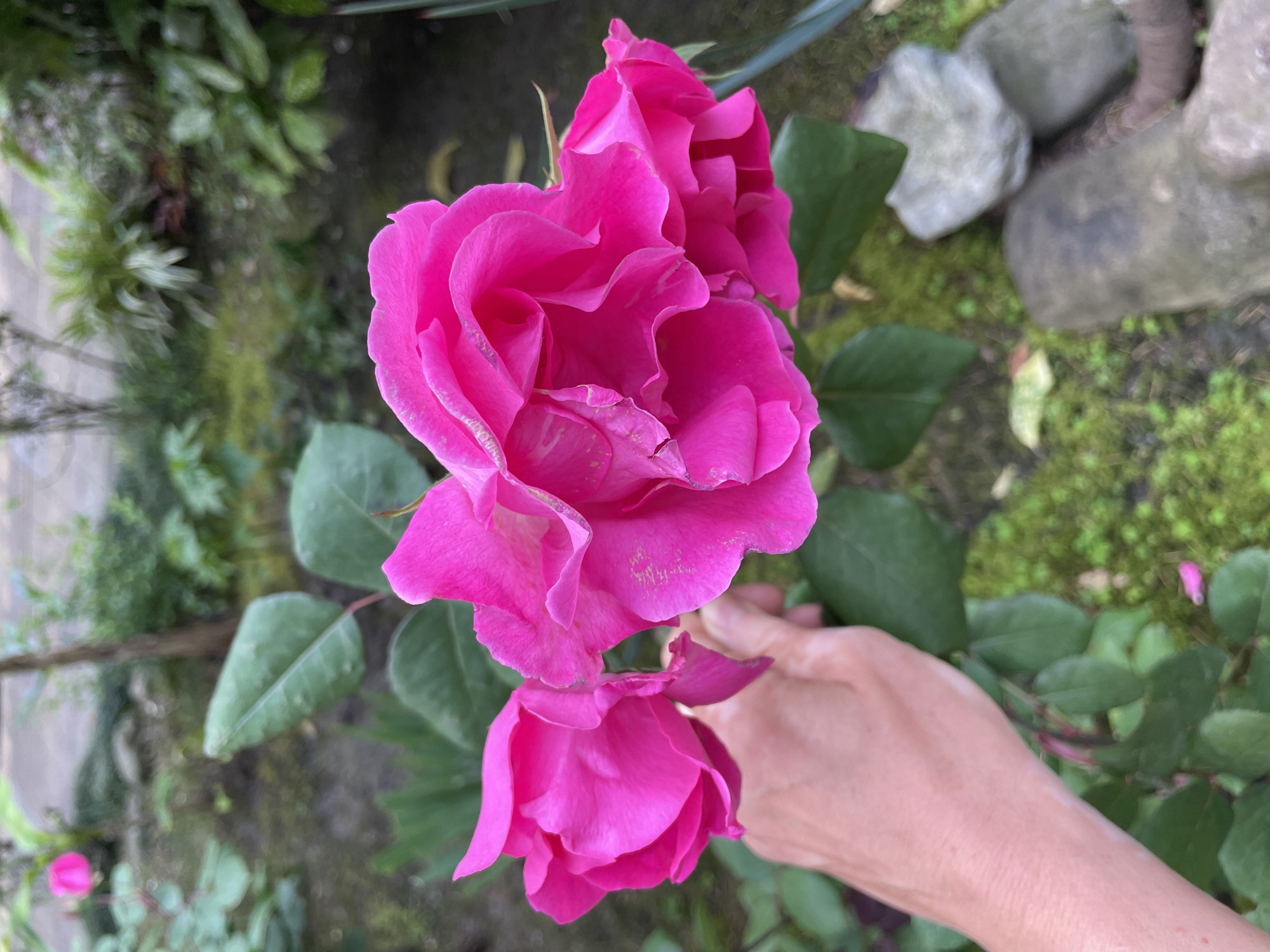 The image shows a close-up of three pink roses in bloom. A person's hand is visible near the roses, seemingly holding or touching them. The background reveals a garden setting with various plants, moss, and rocks, suggesting an outdoor environment. While it's not possible to confirm the location as Sochi, Russia, based solely on the visual information provided in the image, the lush greenery and garden atmosphere are consistent with environments that could be found there.