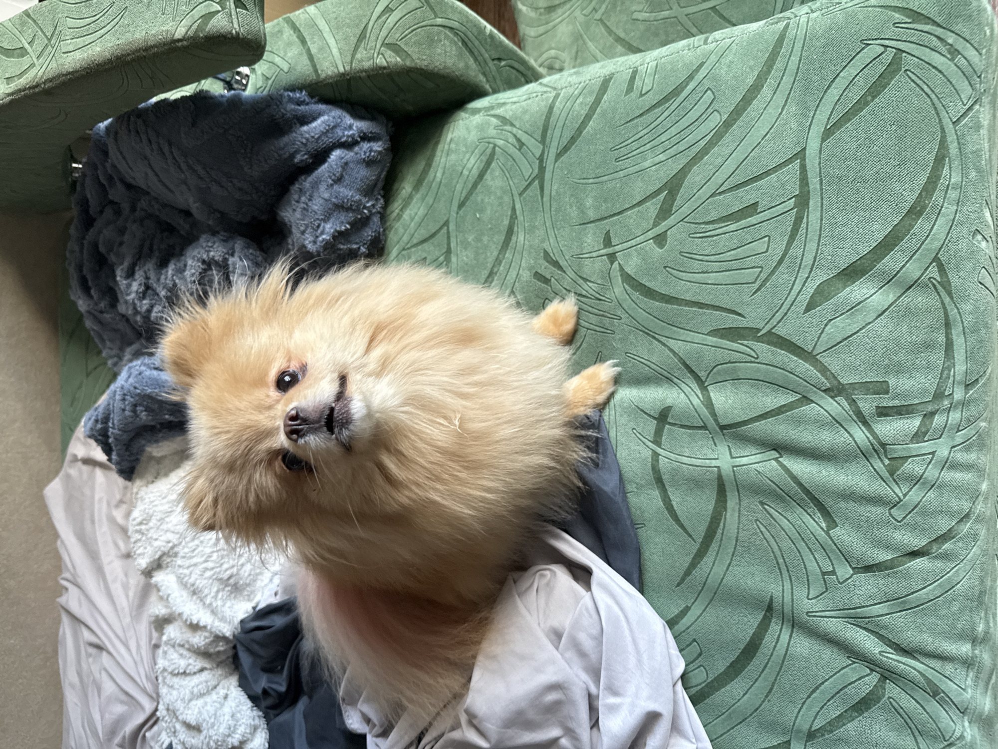 A small, fluffy, tan Pomeranian dog is sitting on a green couch. The dog is looking up and to the left with its mouth slightly open. The couch has a textured, patterned fabric. Behind the dog, there are several rumpled blankets and sheets in various colors, including white, gray, and dark blue. The background appears to be a wall or headboard. The image is taken from a slightly elevated angle, looking down at the dog.