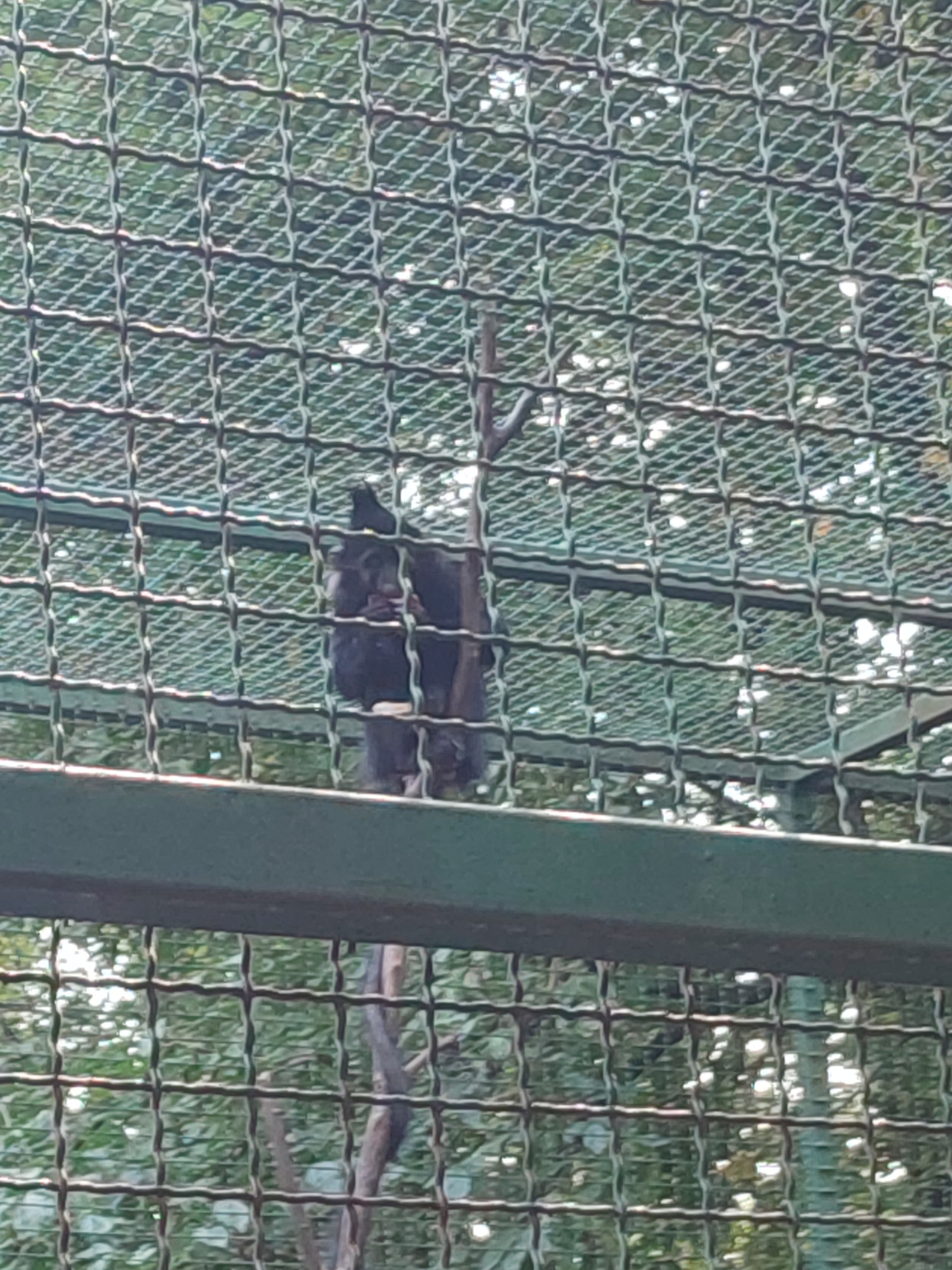 The image shows a chimpanzee in an enclosure, likely at the Rivne Zoo in Rivne, Ukraine. The chimpanzee is dark in color and appears to be sitting on a branch. It is partially obscured by a green metal fence and a wire mesh. The background consists of green foliage and what appears to be more fencing. The lighting suggests it is daytime.