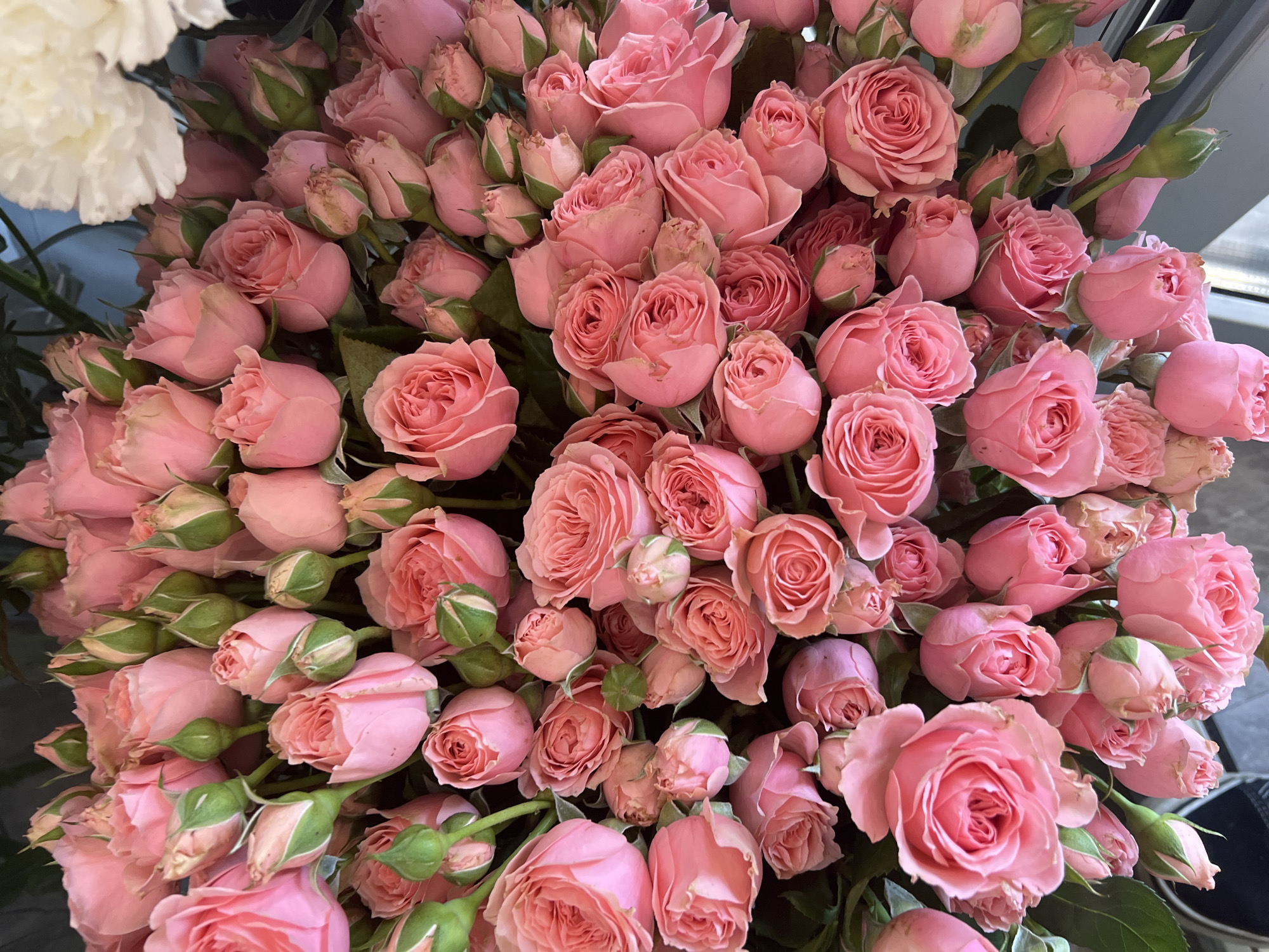 This media file displays a close-up, overhead view of a dense bouquet of pink roses. The roses vary in their stage of bloom, with some tightly budded and others fully opened, revealing delicate petal structures. The color palette consists primarily of soft pinks, ranging from pale blush to a more saturated rose hue, interspersed with the green of stems and calyxes. A hint of a large, white flower, possibly a carnation or peony, is visible in the upper left corner, providing a contrasting element. The background is dark and out of focus, drawing full attention to the floral arrangement. The lighting appears natural, suggesting an indoor setting without direct sunlight. The overall impression is one of abundance and delicate beauty. There is no visible text, people, or discernible activity. The location context of Mineralnye Vody, Russia, does not provide specific visual cues within the image itself.