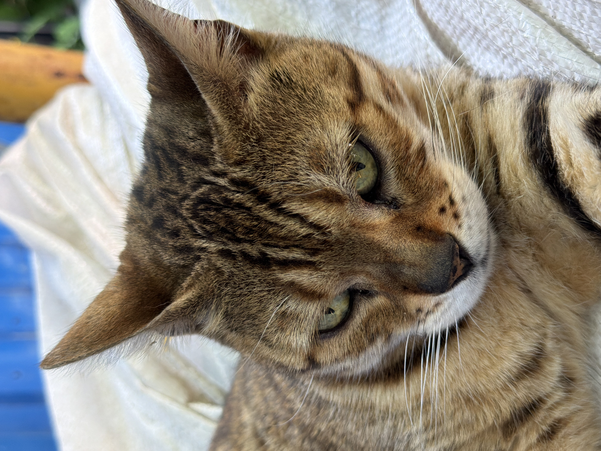 A close-up, low-angle shot focuses on the face of a tabby cat resting on a textured white surface. The cat's fur is a mix of brown, black, and tan stripes, with distinct markings around its green eyes and on its forehead. Its ears are pointed upwards, and its whiskers are visible. The background is blurred, showing a portion of a blue object on the upper left and a yellowish, cylindrical object on the upper right, possibly an outdoor setting. There are no people or specific landmarks visible that would indicate a location in Orenburg, Russia. The image is a still photograph, and no actions or interactions are depicted.