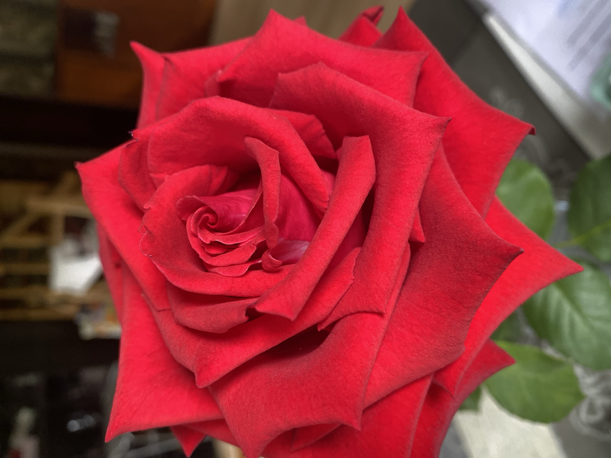 The image shows a close-up of a red rose. The rose is in full bloom with tightly packed petals that spiral towards the center. The color of the petals is a vibrant, deep red with a velvety texture. Some petals have subtle variations in shading, indicating the play of light. The background is softly blurred, suggesting a shallow depth of field, and appears to be an indoor environment with hints of furniture and possibly other objects. There are no people or any discernible action taking place. The image is a still-life of a single flower. The location provided, "Им. Коняшина Снт, Russia," is a geographical reference and cannot be inferred or visually confirmed from the image itself.