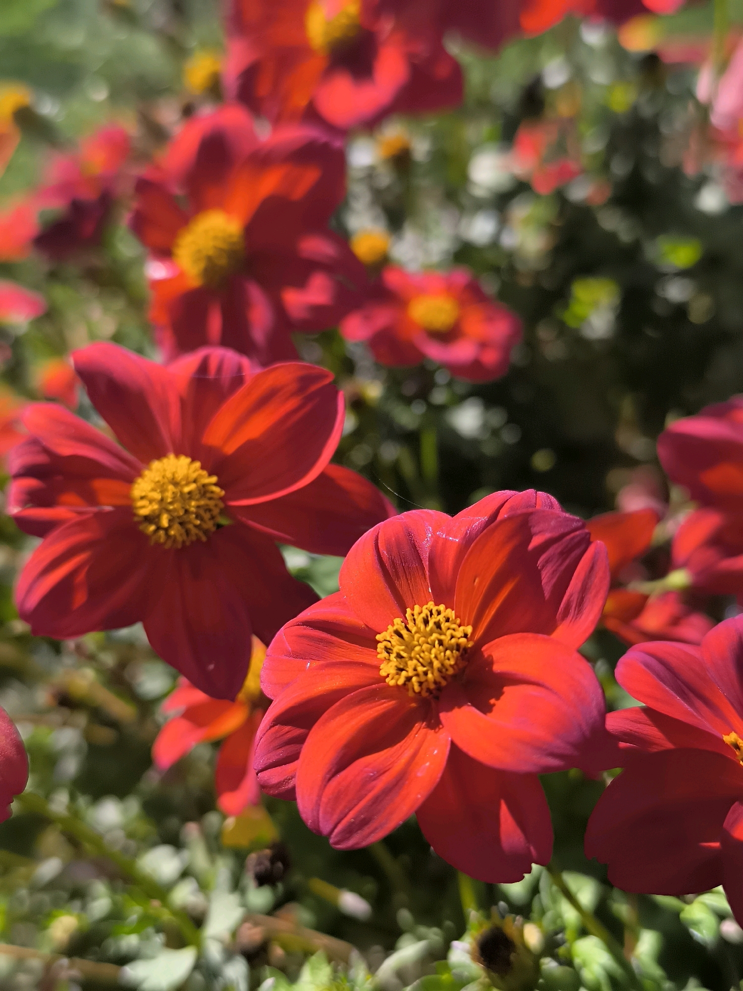 A close-up, eye-level, vertical shot captures a cluster of vibrant red flowers with bright yellow centers. The flowers are in sharp focus, with their petals appearing delicate and slightly curled. The background is a soft blur of green foliage and other out-of-focus red and yellow blooms, suggesting a garden setting. The lighting is natural, with sunlight highlighting the textures of the petals and casting subtle shadows. No people are visible in the image, and the scene appears to be a still life of flora. The image is devoid of any specific landmarks or identifying features that would suggest a location in Dercekliai, Lithuania, or any other city.